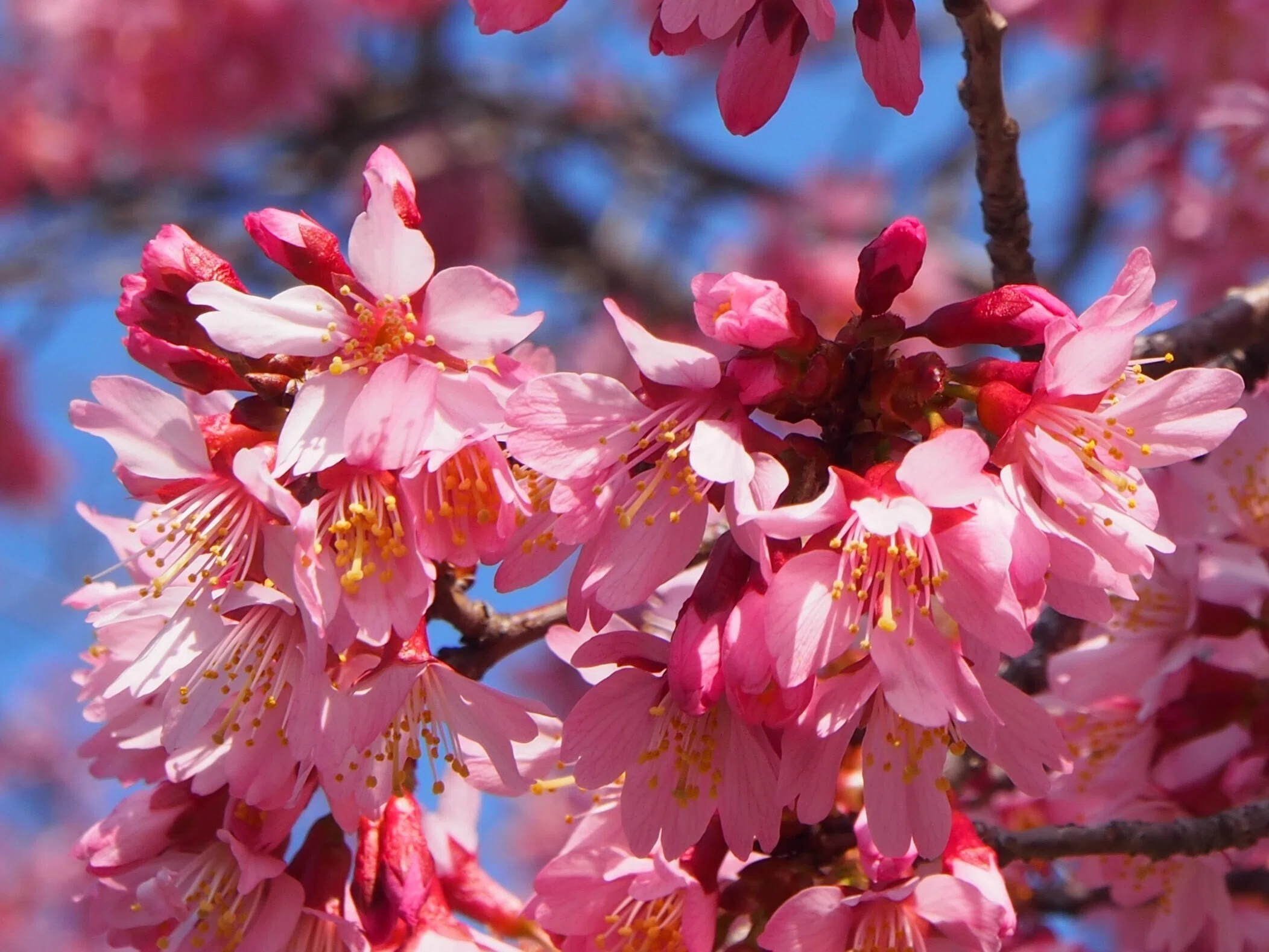 大阪市淀川区 博愛社2025年3月20日【オカメ桜】｜レタス