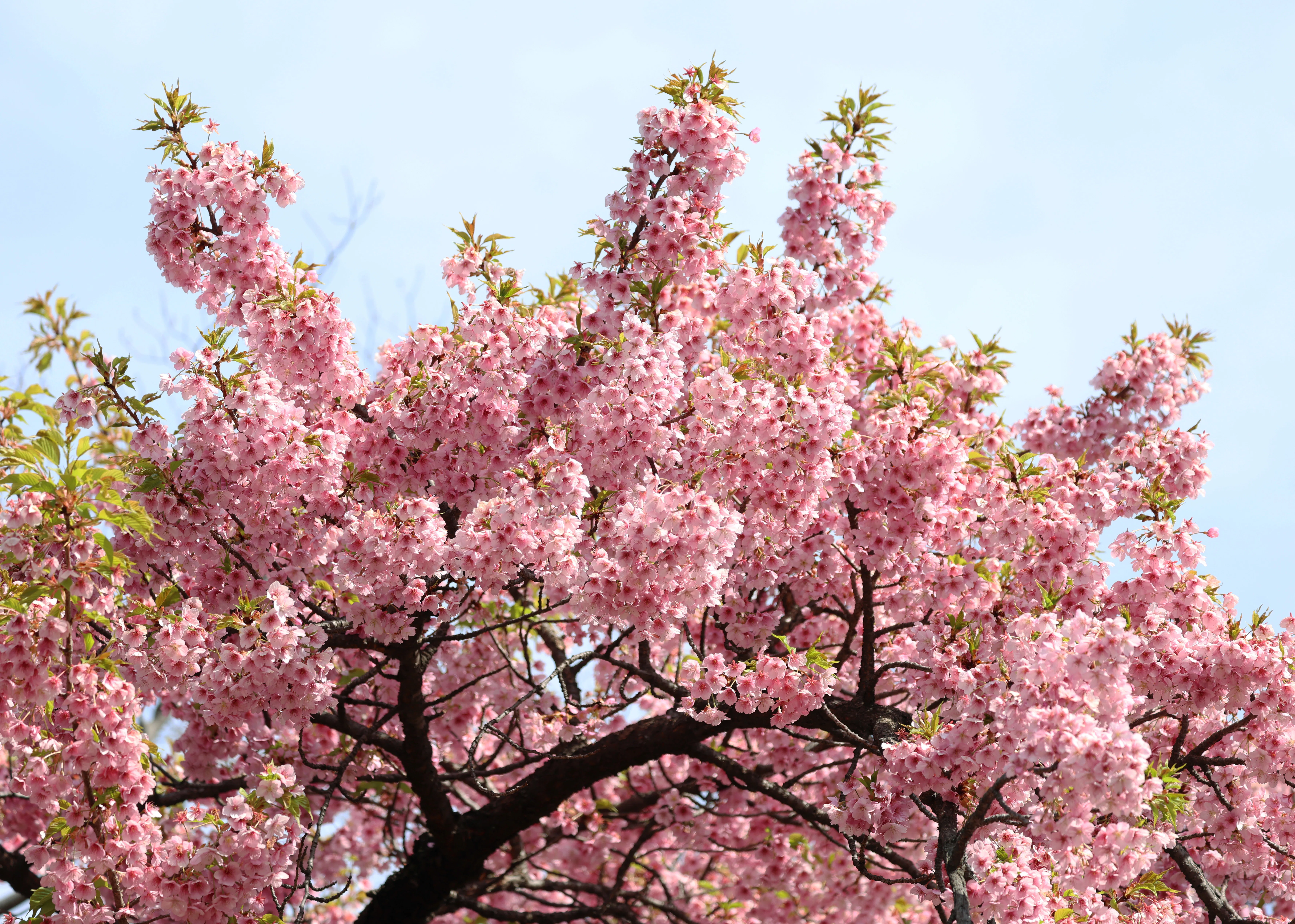 メジロと河津桜(写真) 東京 2025年3月｜Peter November