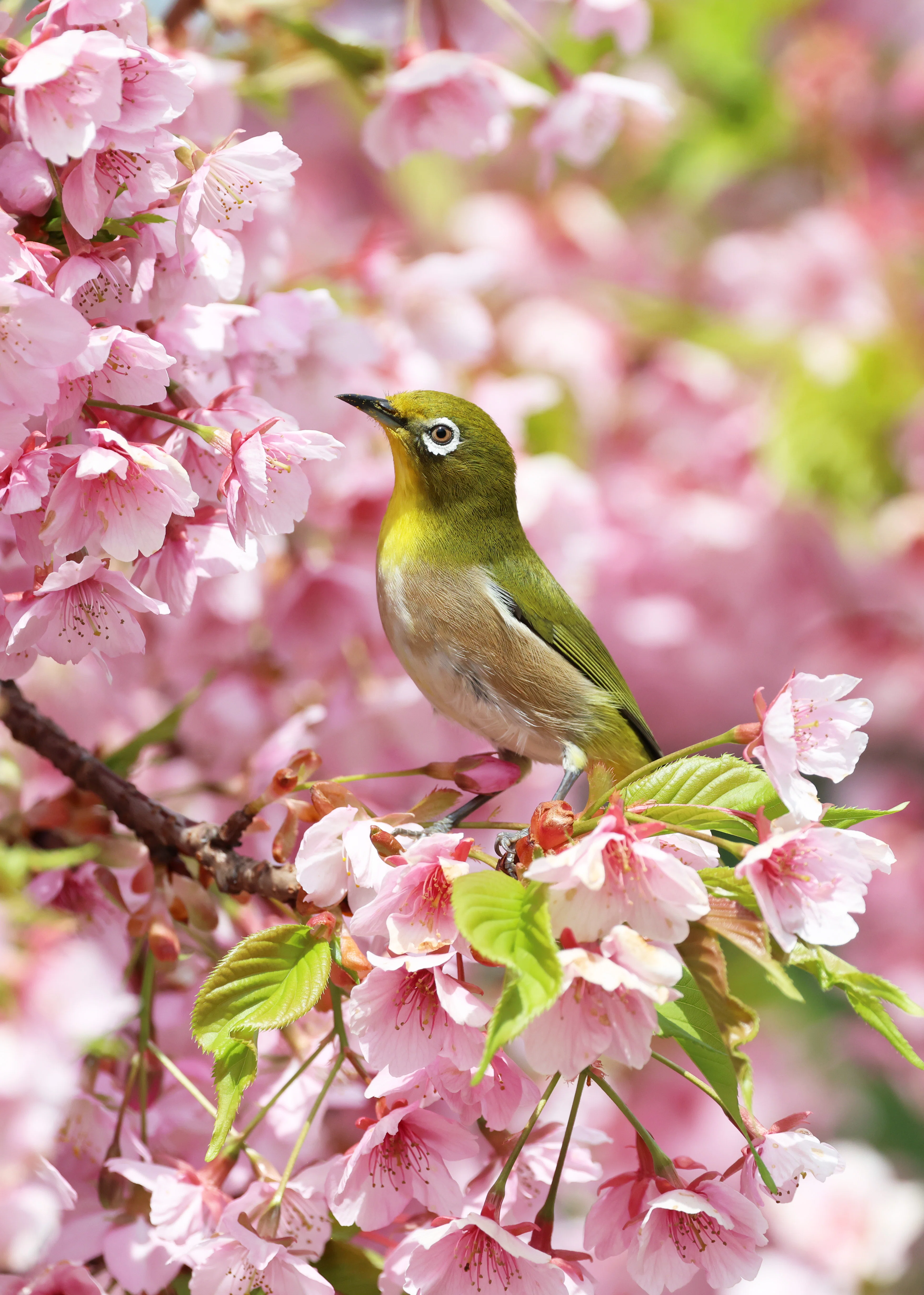 メジロと河津桜(写真) 東京 2025年3月｜Peter November