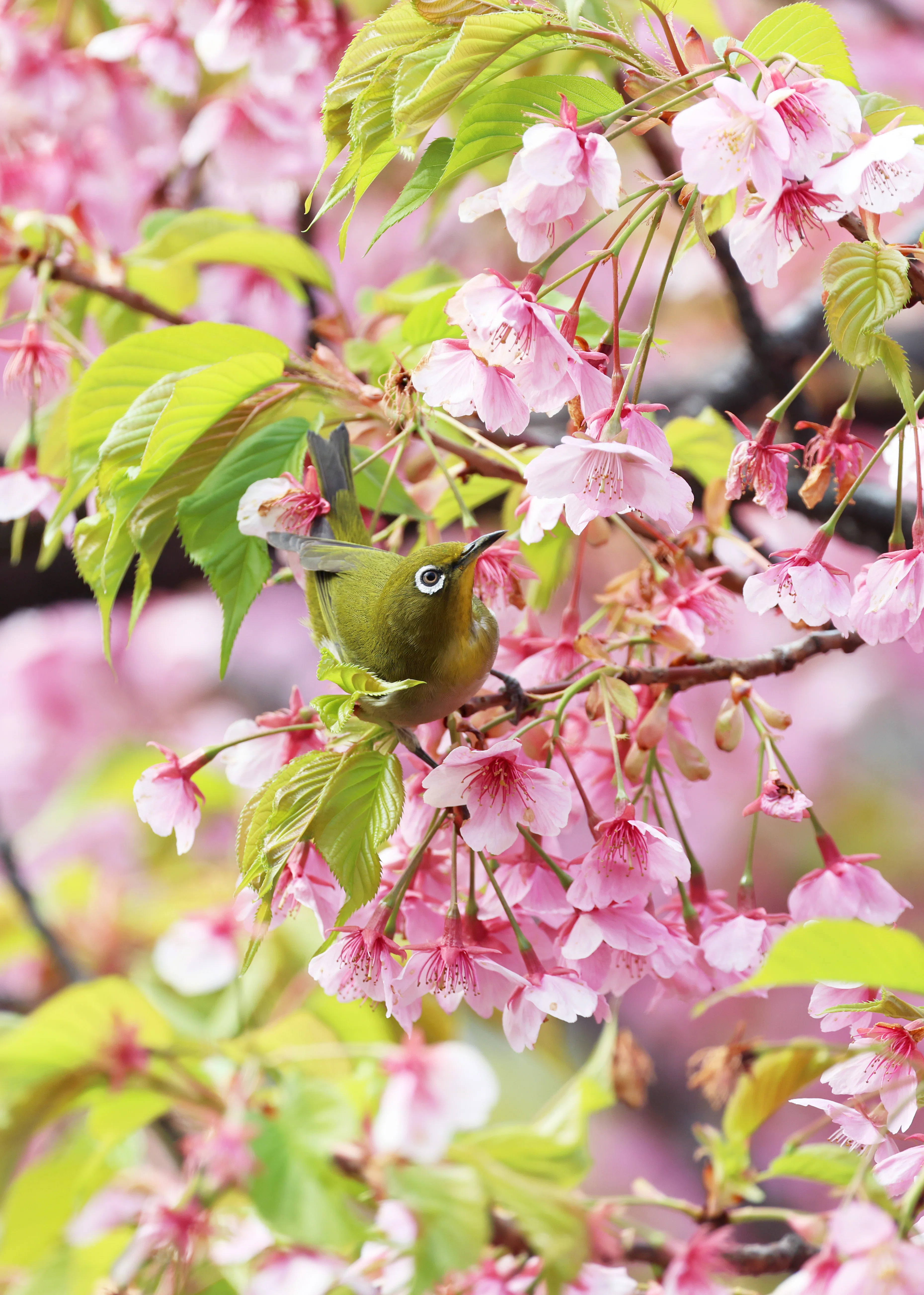 メジロと河津桜(写真) 東京 2025年3月｜Peter November