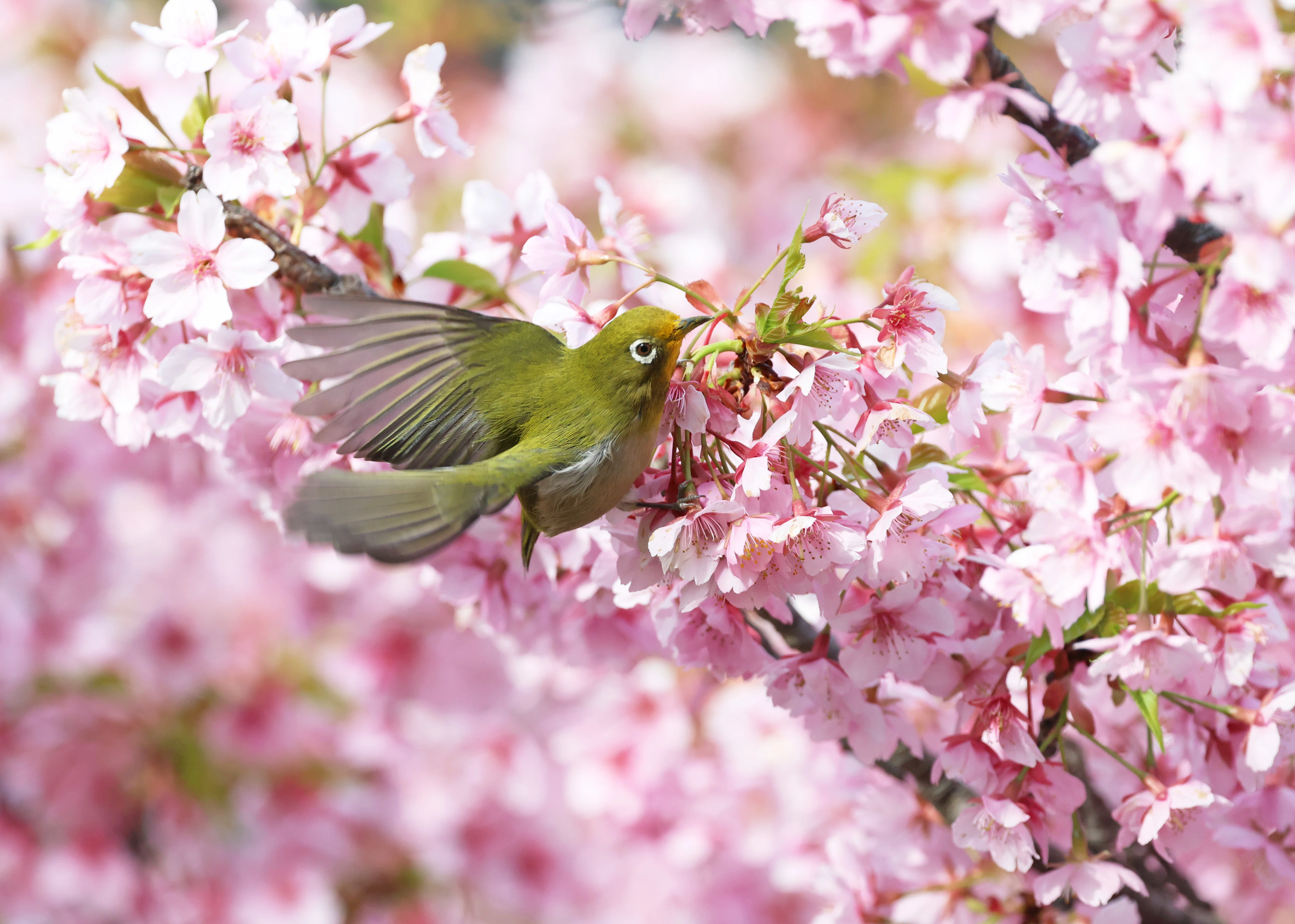 グリーンとピンクの桜メノウ☆品質良き メジロと河津桜(写真) 東京 2025年3月｜Peter November