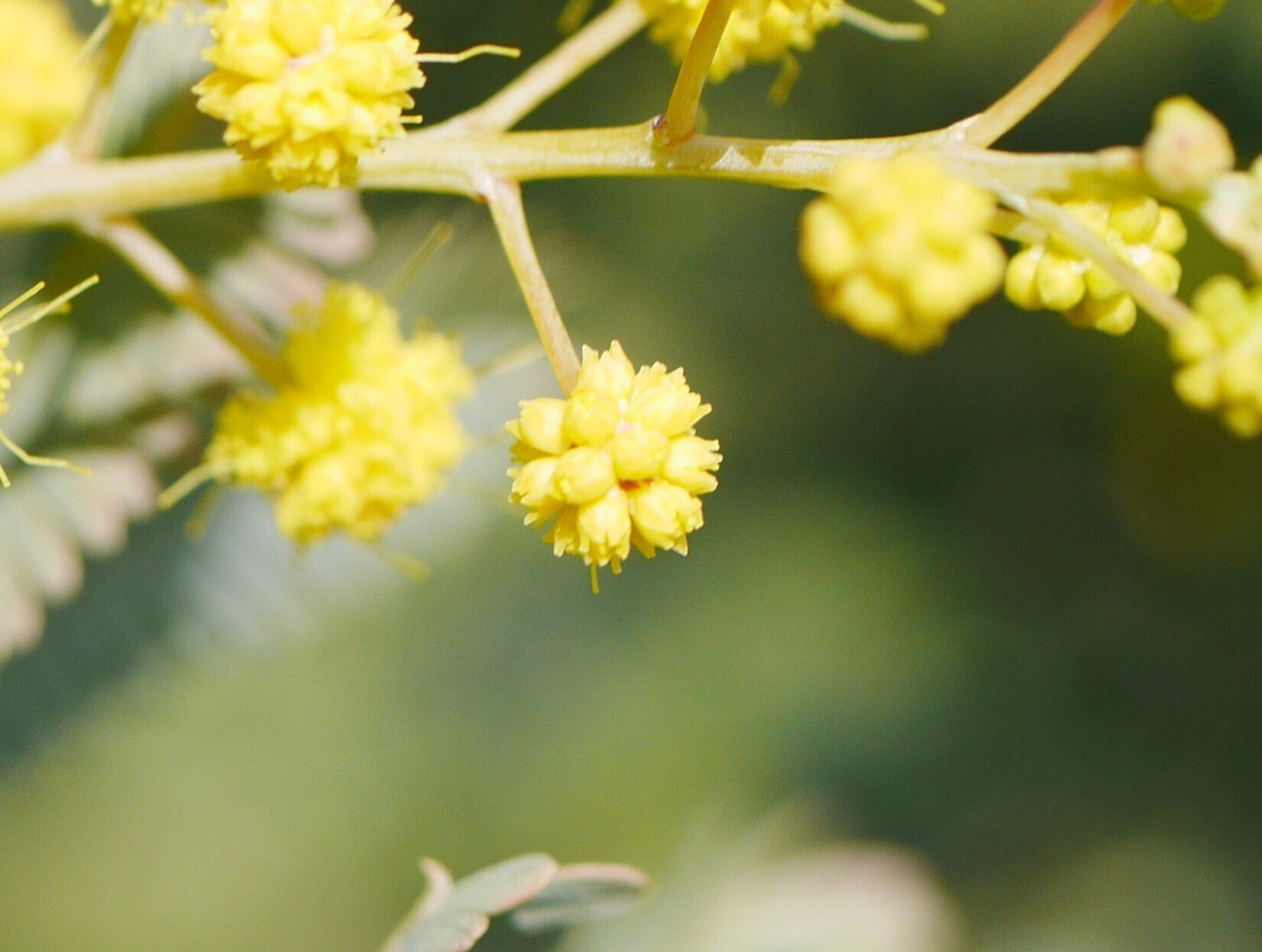 ミモザアカシア、蕾から開花を観察｜久露見庵(くろみ庵)@天気と気候と