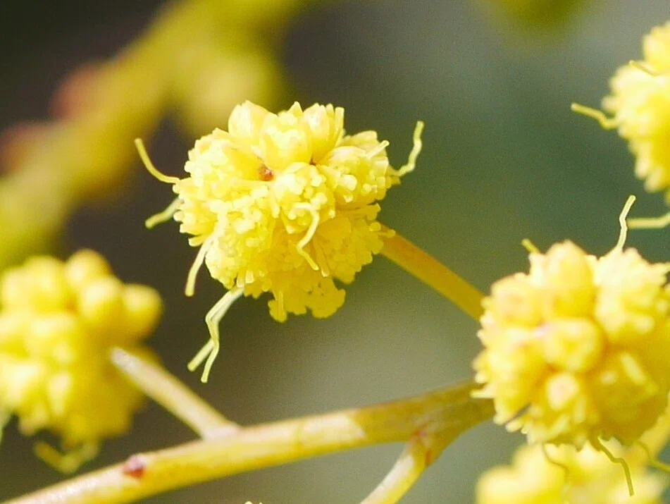 ミモザアカシア、蕾から開花を観察｜久露見庵(くろみ庵)@天気と気候と