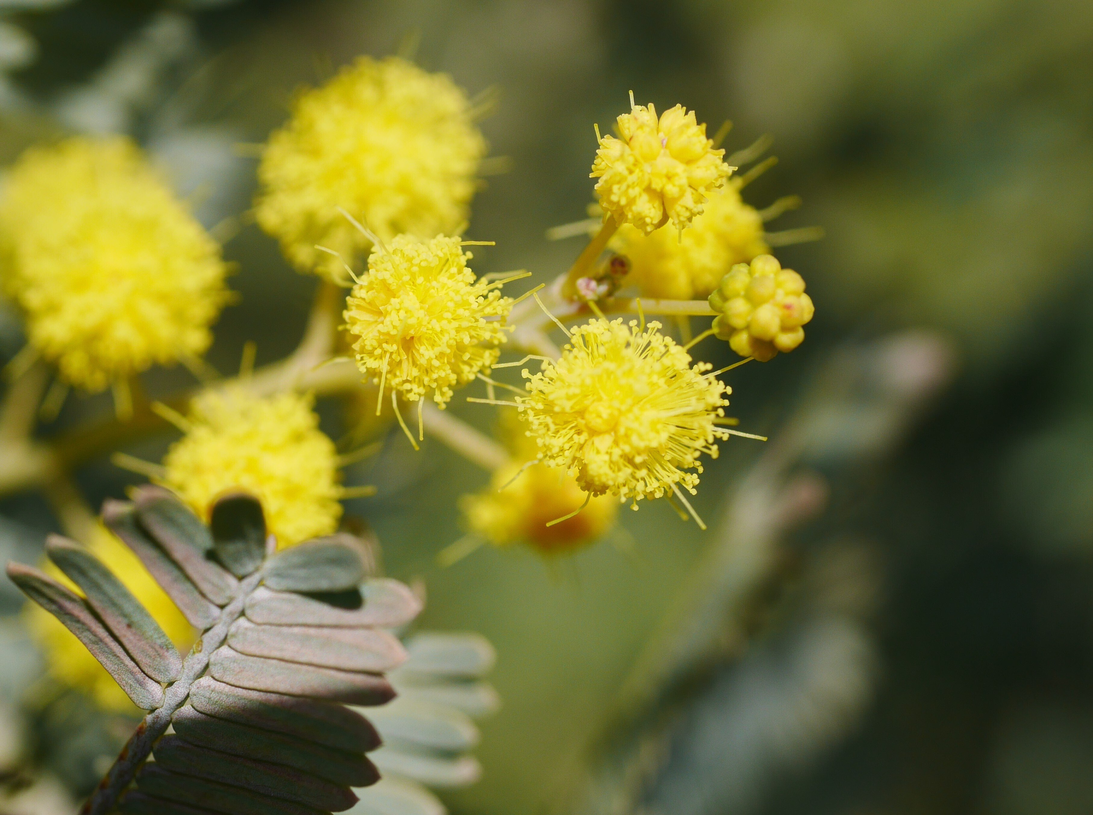 ミモザアカシア、蕾から開花を観察｜久露見庵(くろみ庵)@天気と気候と