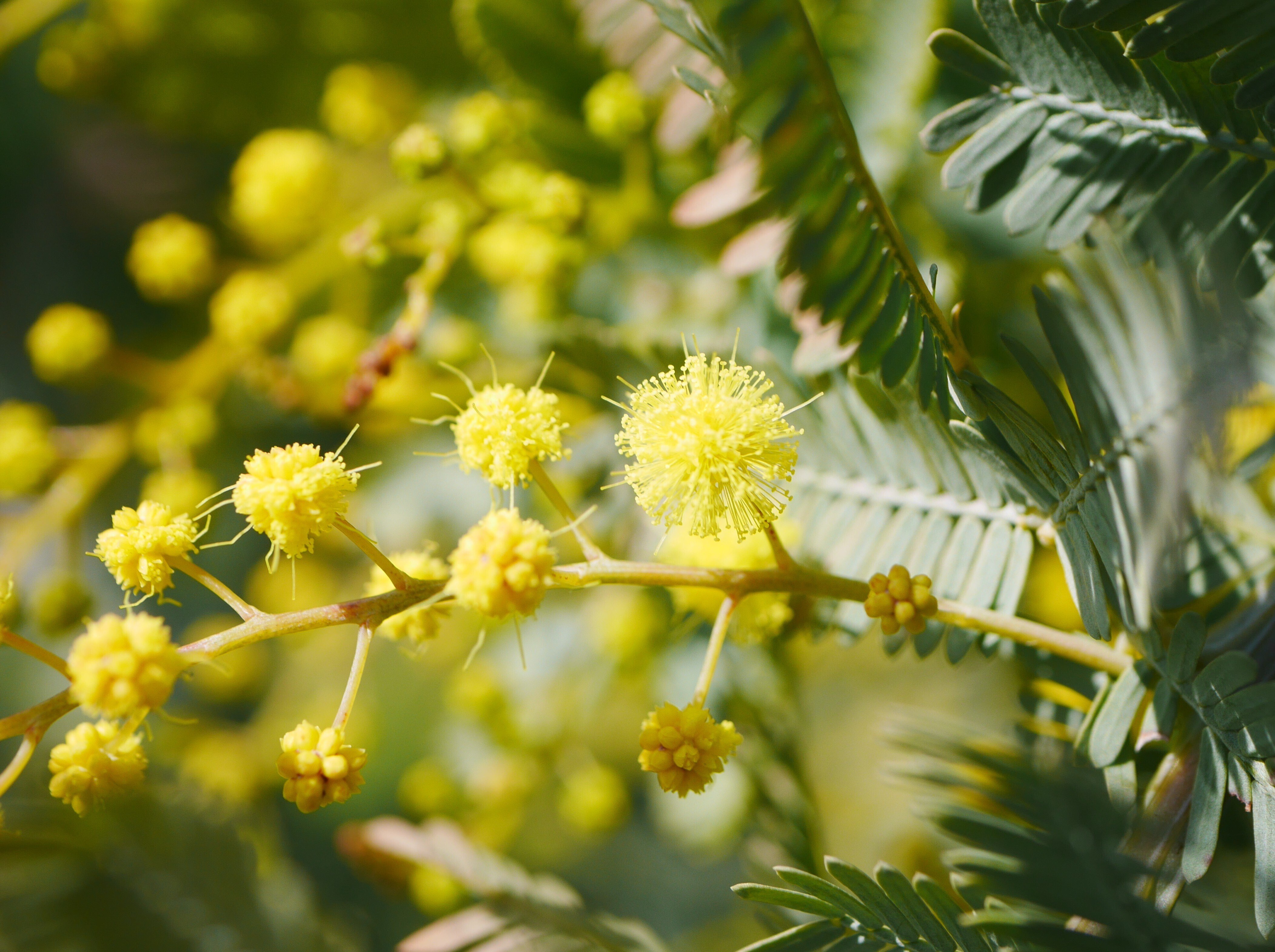 パールミモザ　蕾 ミモザアカシア、蕾から開花を観察｜久露見庵(くろみ庵)@天気と気候と