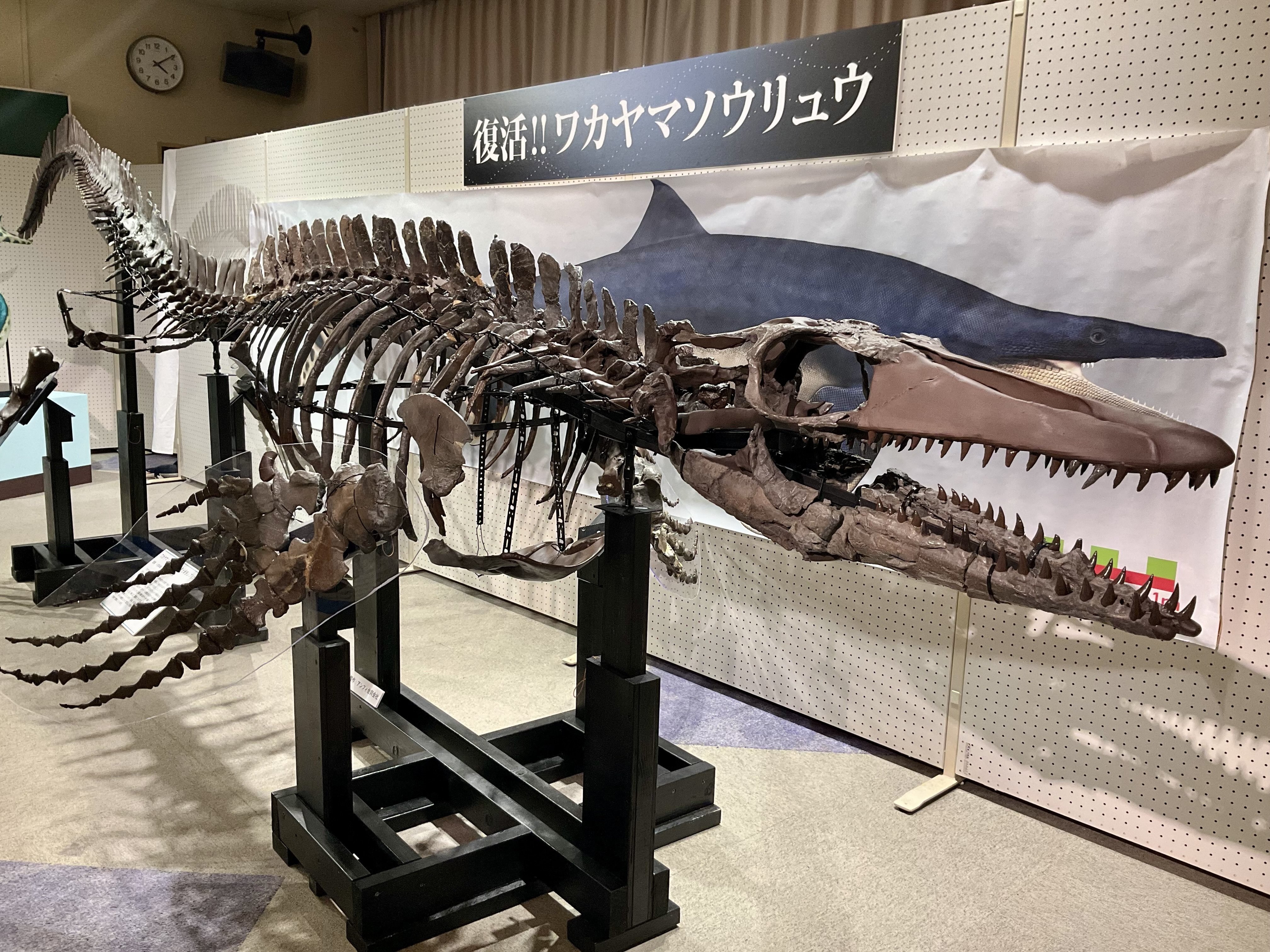 ワカヤマソウリュウの化石を見に行きました｜寺島ヒロ
