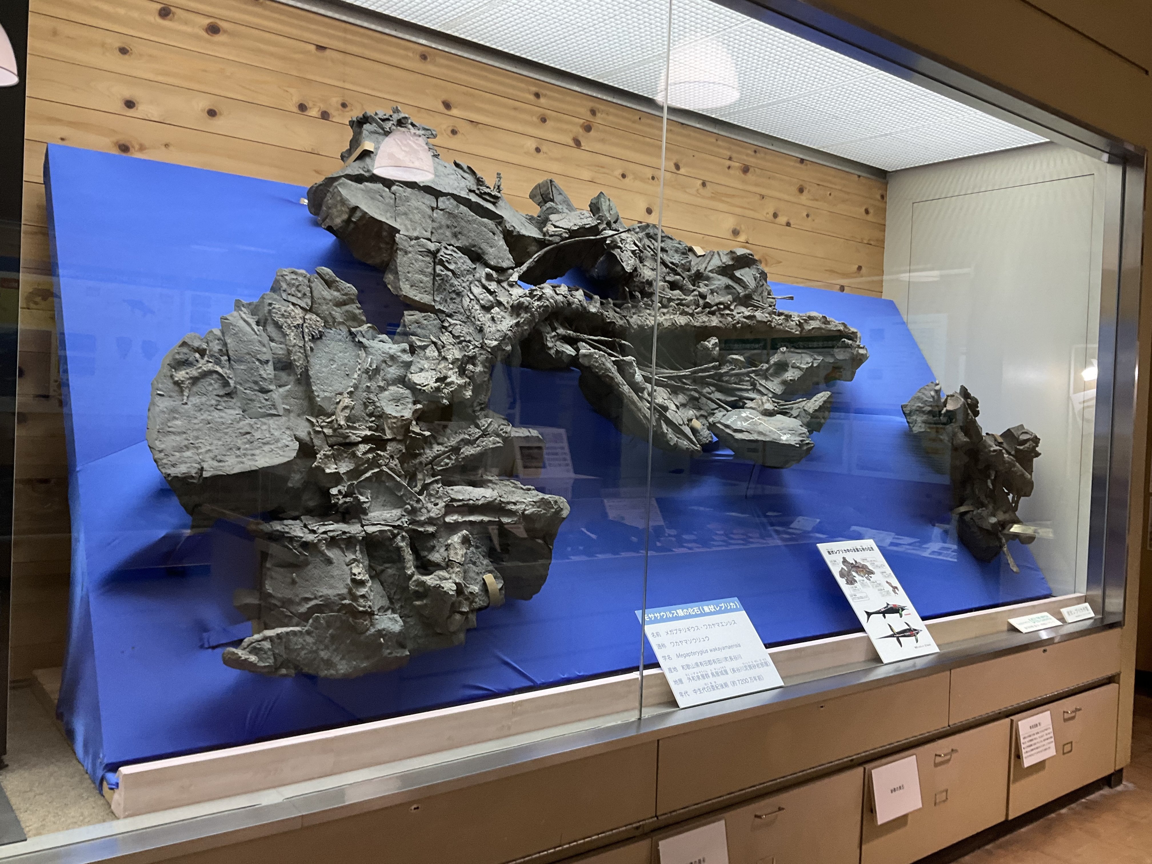 ワカヤマソウリュウの化石を見に行きました｜寺島ヒロ