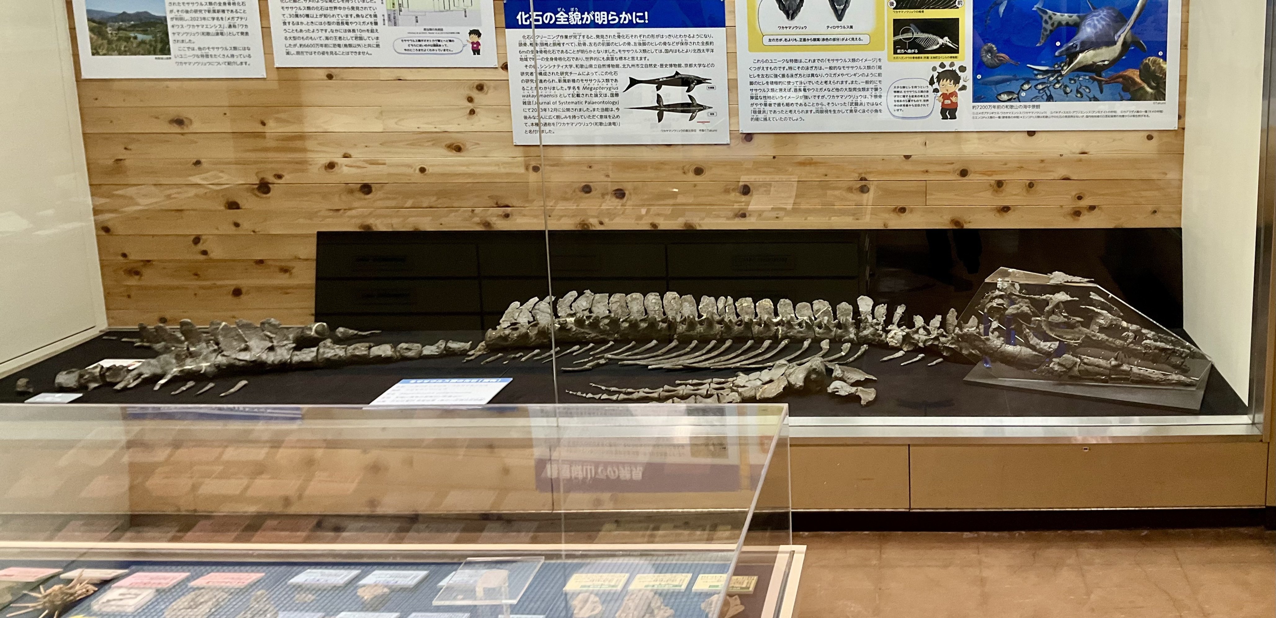 ワカヤマソウリュウの化石を見に行きました｜寺島ヒロ