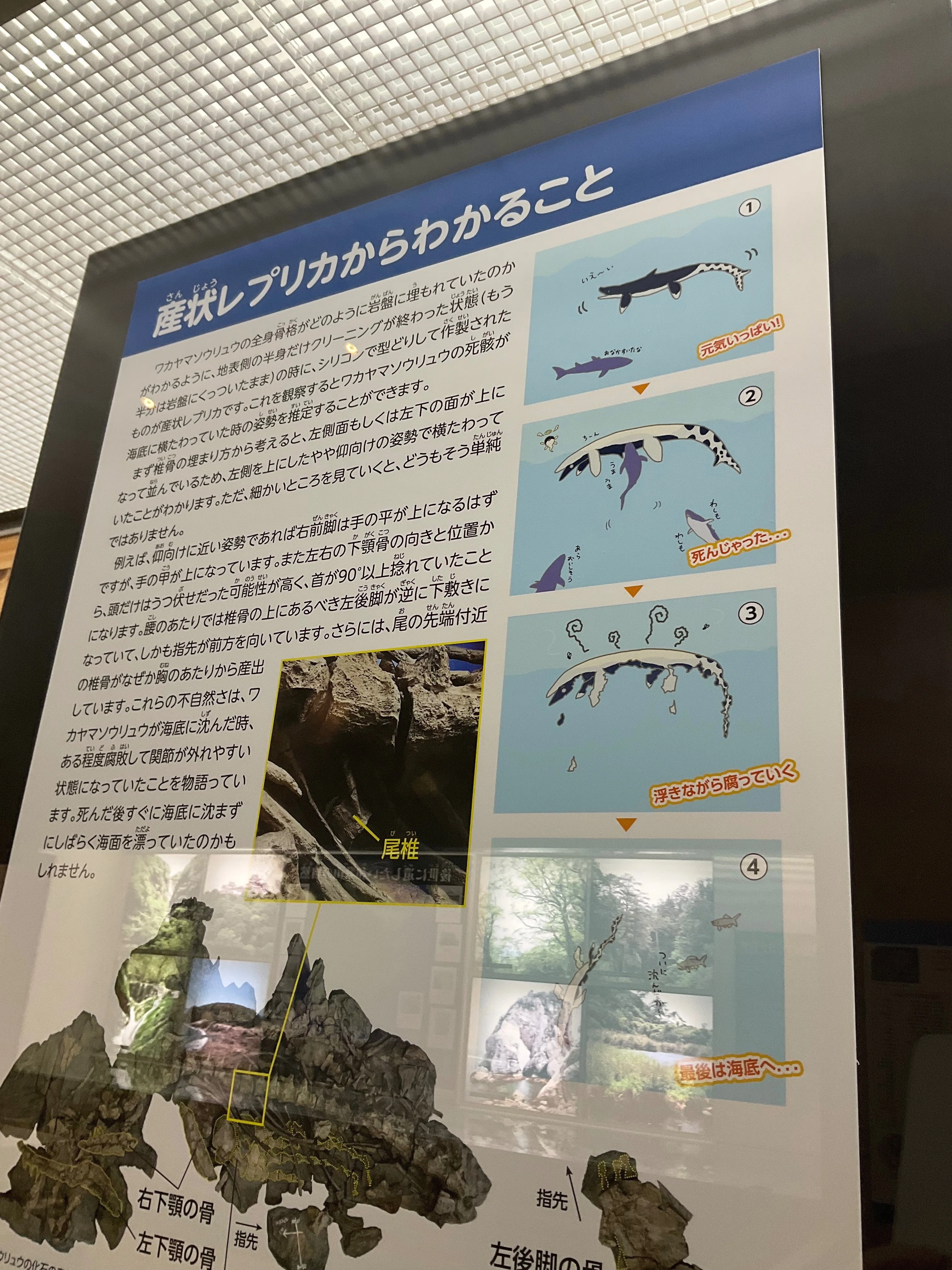 ワカヤマソウリュウの化石を見に行きました｜寺島ヒロ