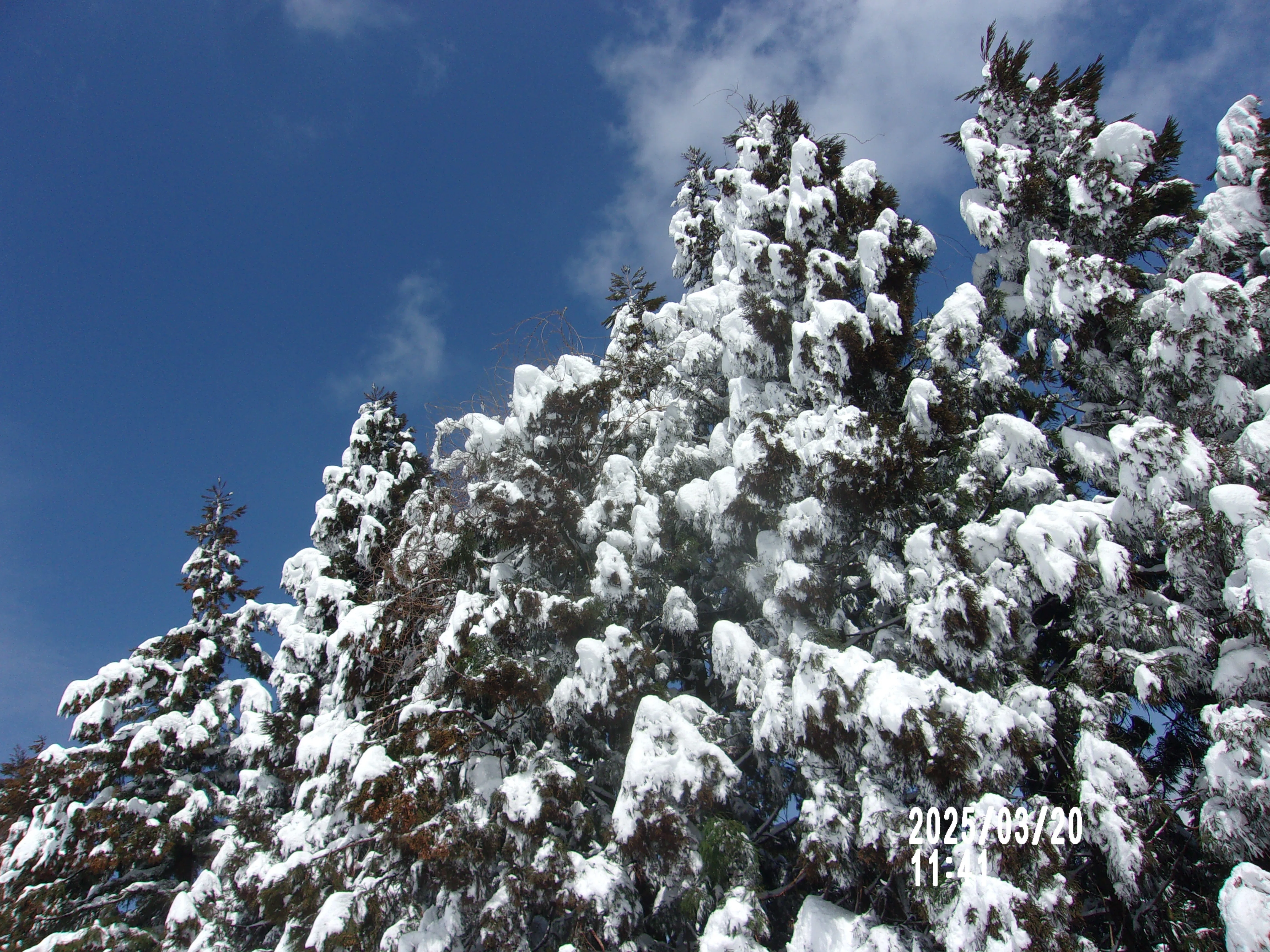 春分の日に新雪20㎝程、山頂あたりはかなりの積雪となった鉢伏山（今庄