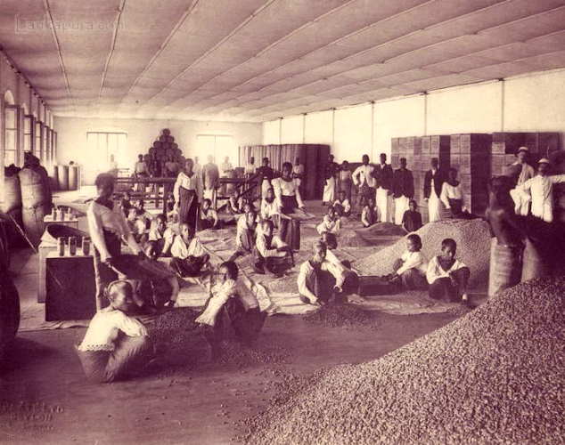 Sorting Coffee seeds, Ceylon