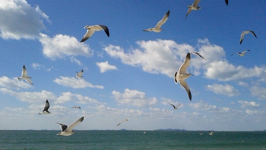 海と鳥 海洋・海鳥の保全 | バードライフ・インターナショナル東京