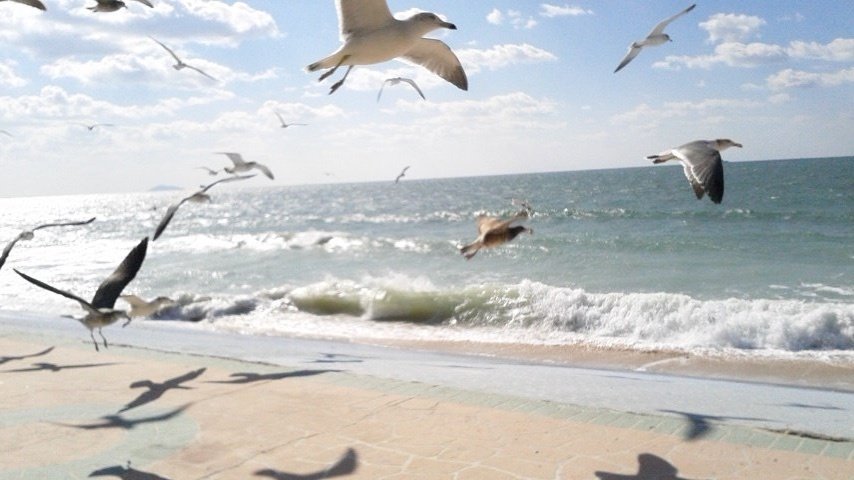 海と鳥 空と海と波と鳥 in Korea｜TSUKAJAC
