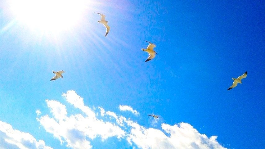 空と海と波と鳥 in Korea｜tsukajack