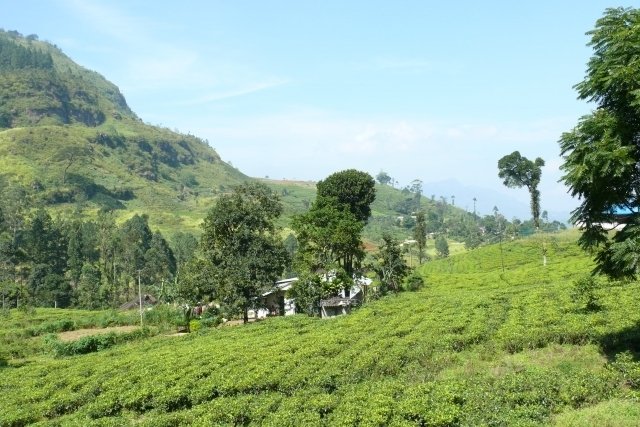 Sri Lankaの茶園