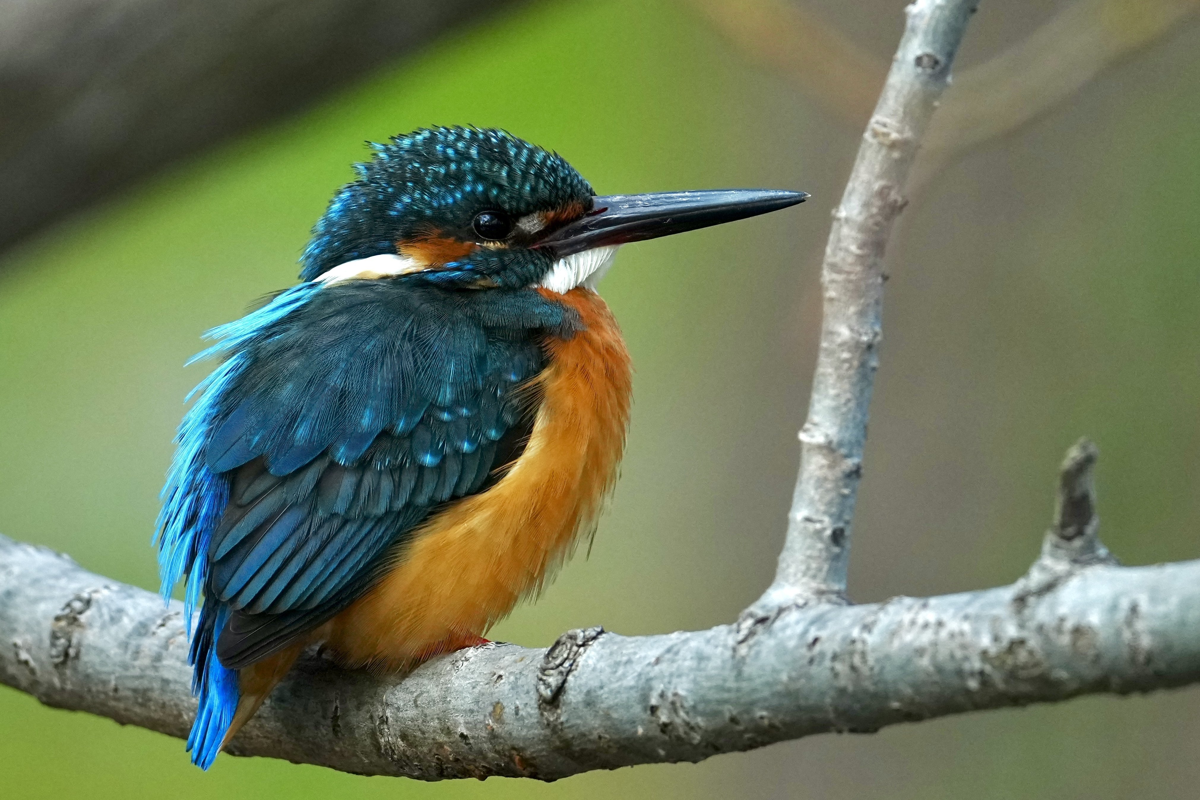 SONY FE 400-800mm F6.3-8 G OSS は野鳥撮影の神レンズ確定！今日も