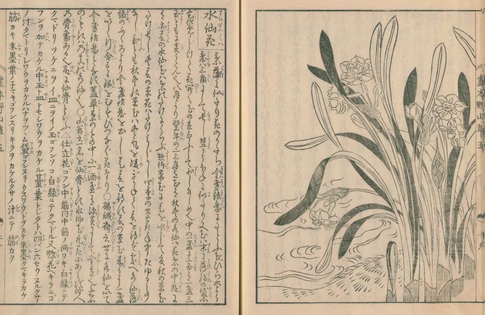 絵本野山草】(31) 水仙花(すいせんくは)📖『絵本野山草』読了 絵本野山草】(31) 水仙花(すいせんくは)📖『絵本野山草』読了