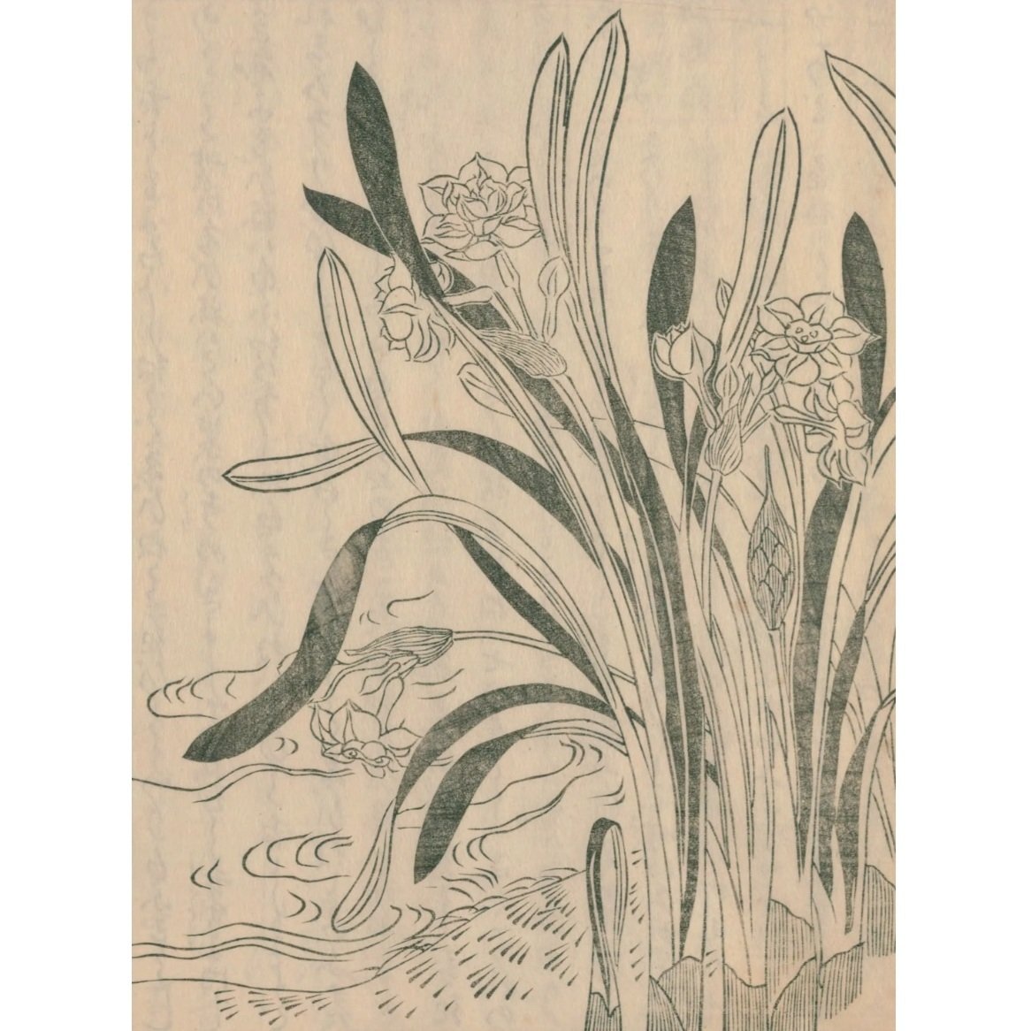 絵本野山草】(31) 水仙花(すいせんくは)📖『絵本野山草』読了 絵本野山草】(31) 水仙花(すいせんくは)📖『絵本野山草』読了