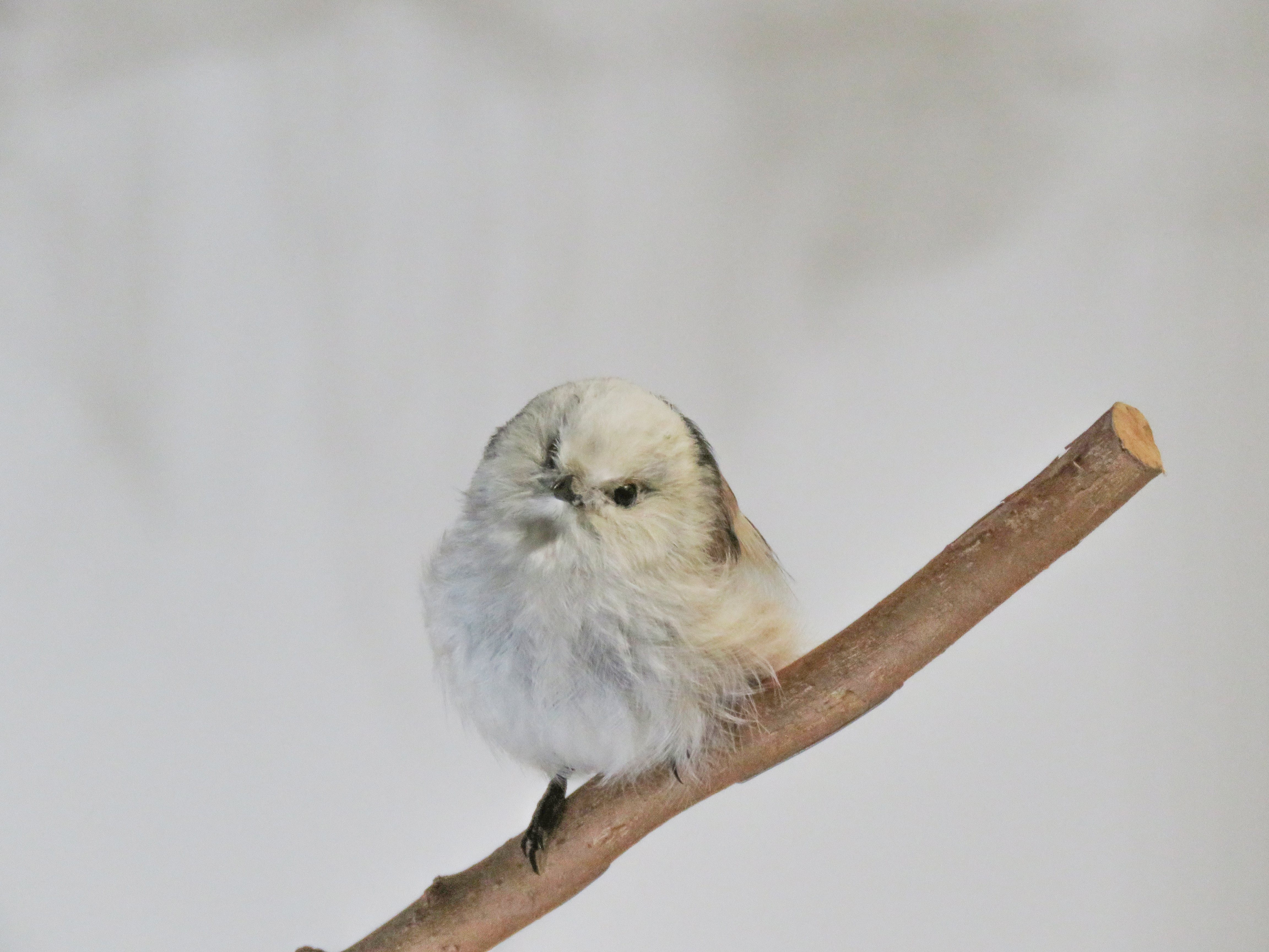 鳥類学 Strix VOL27-39 Hobby's World｜野鳥撮影やバードウォッチングの