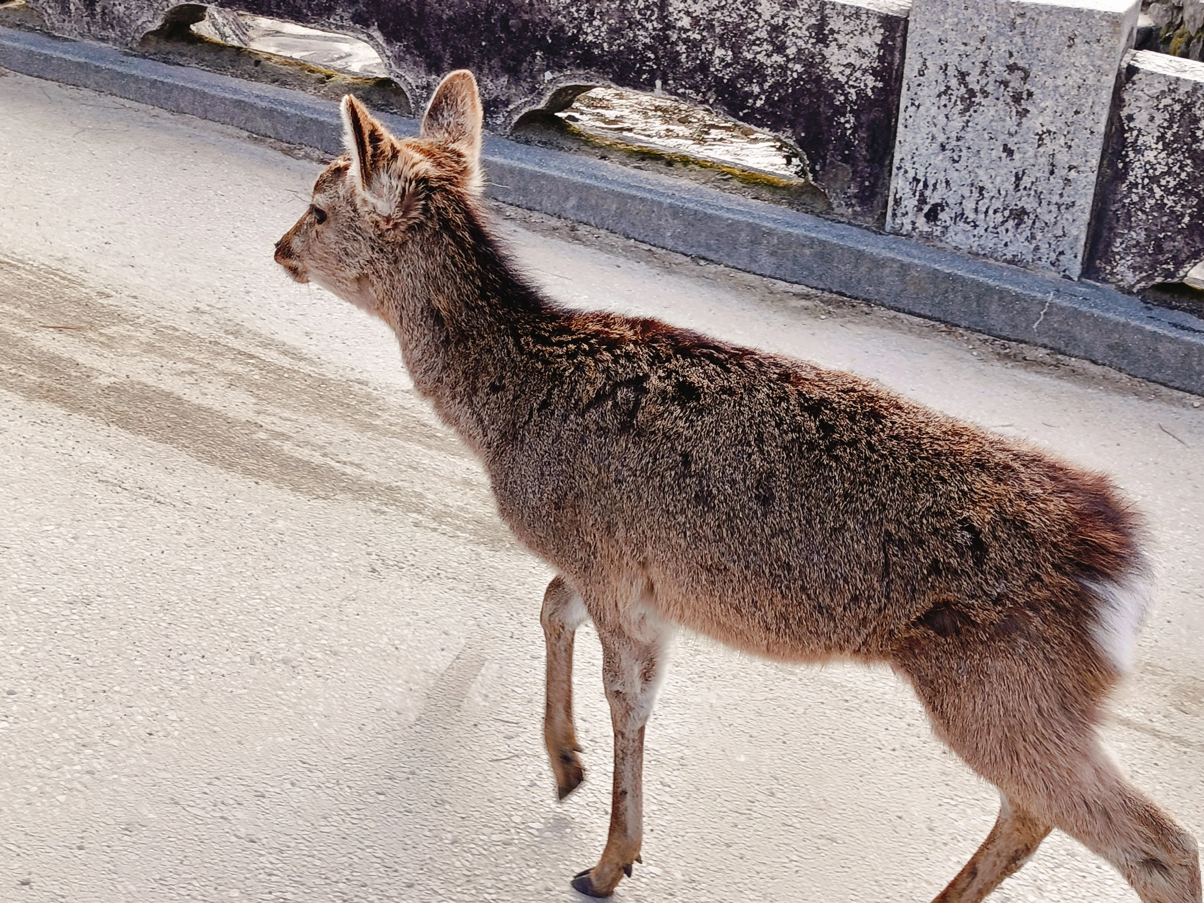 ゆるゆる のんびり 鹿さんと歩く🦌 （宮島）｜あずさ
