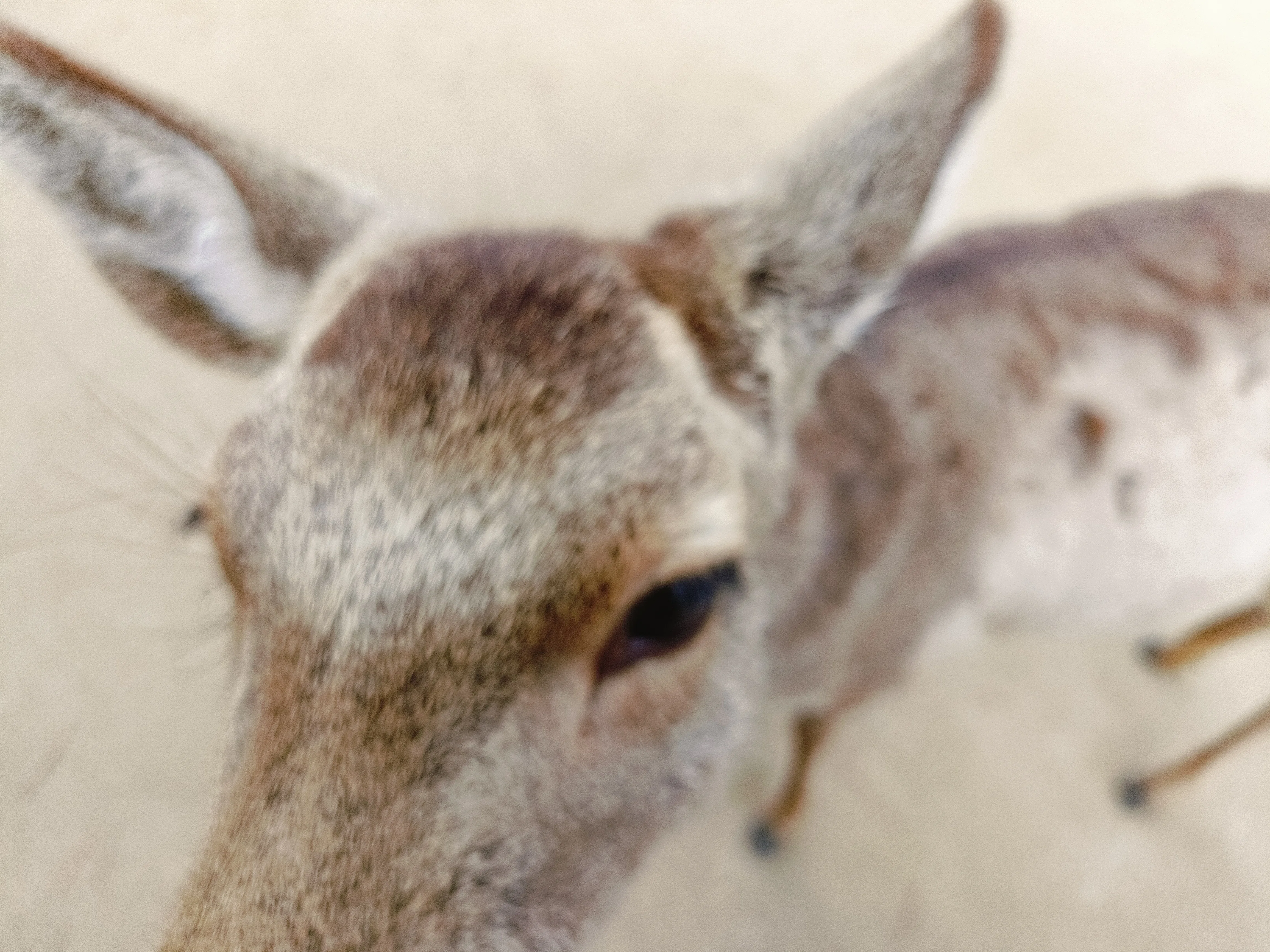 ゆるゆる のんびり 鹿さんと歩く🦌 （宮島）｜あずさ