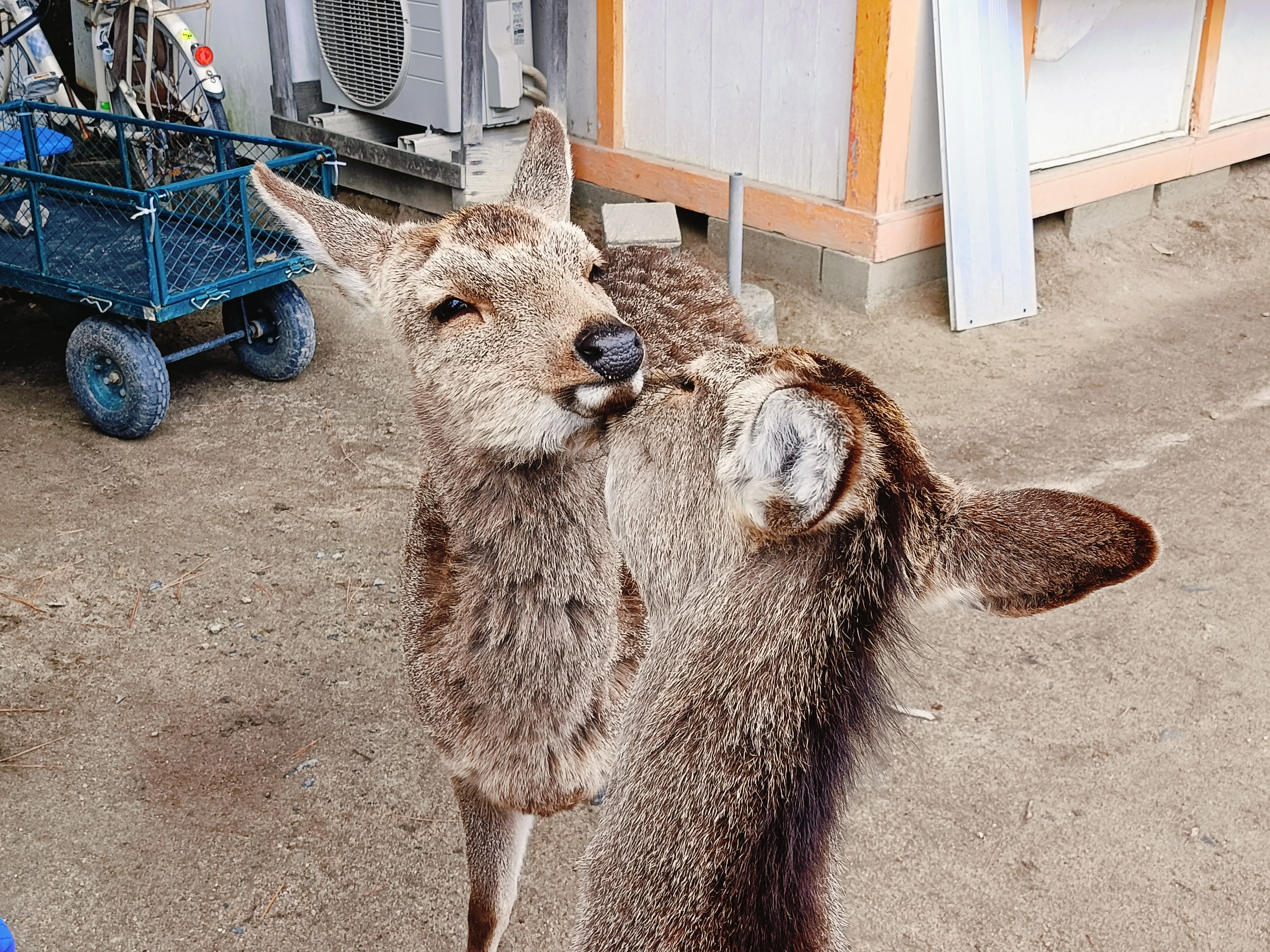 ゆるゆる のんびり 鹿さんと歩く🦌 （宮島）｜あずさ