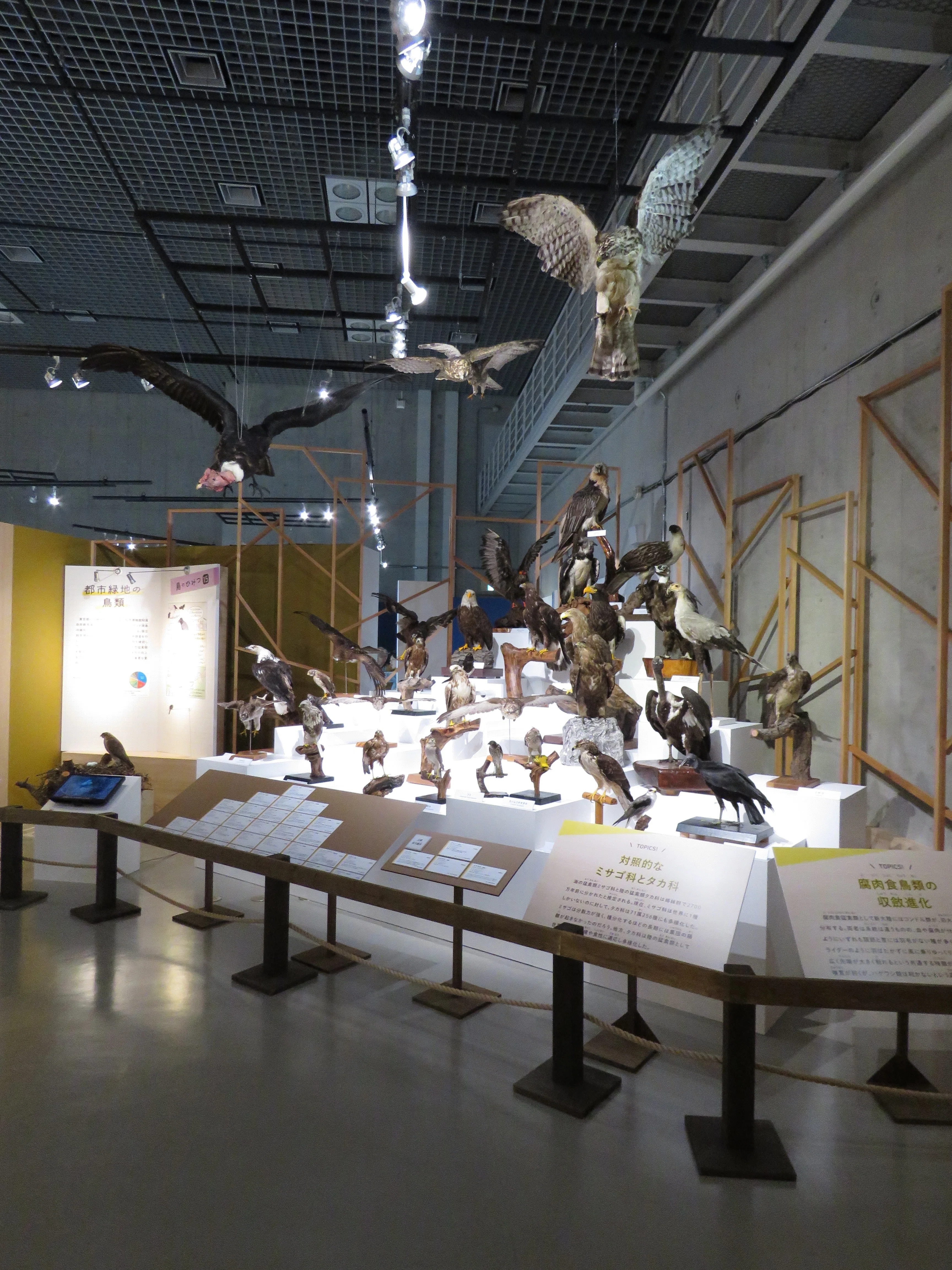 特別展「鳥～ゲノム解析が解き明かす新しい鳥類の系統～」の見どころと