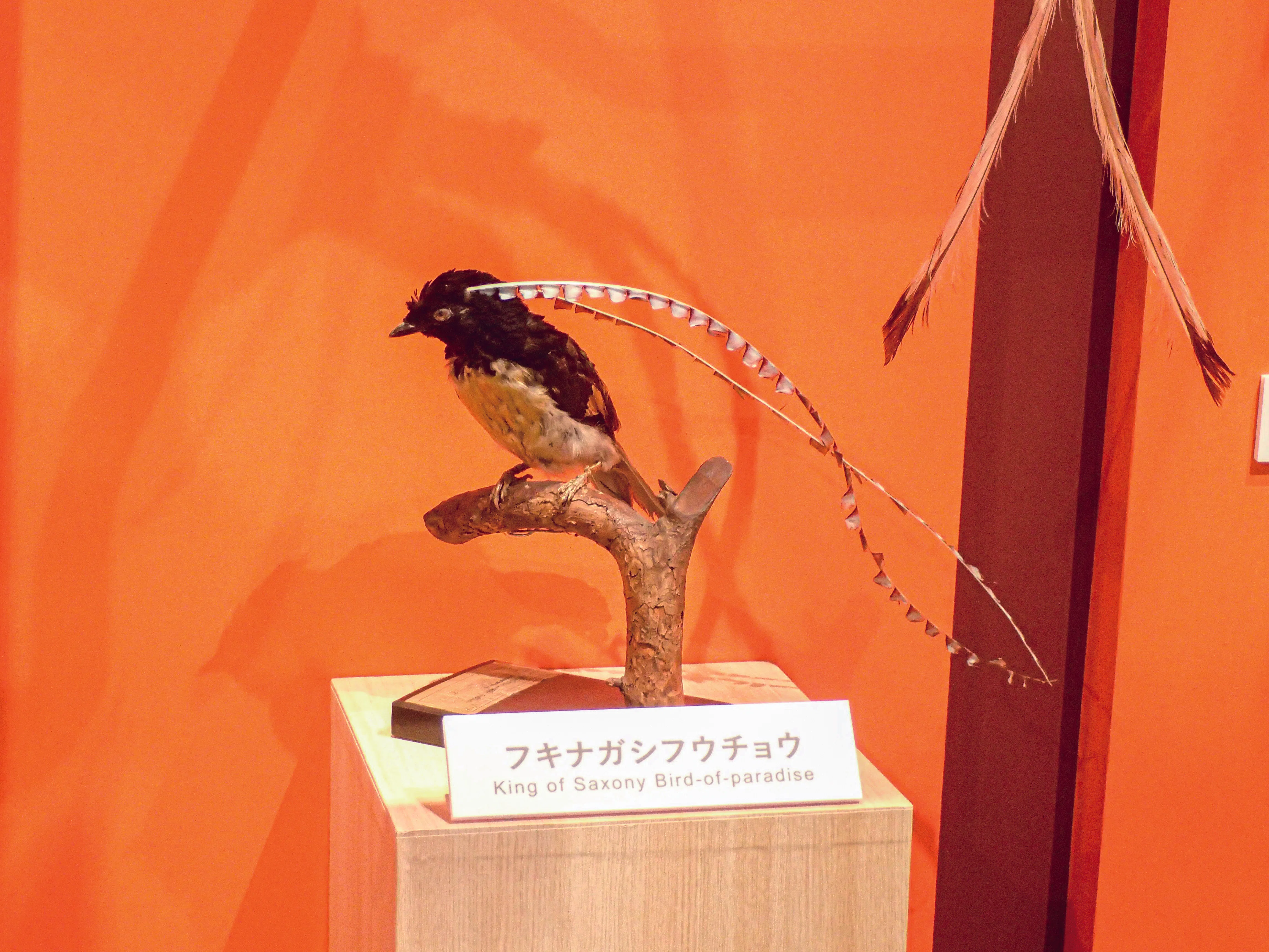 特別展「鳥～ゲノム解析が解き明かす新しい鳥類の系統～」の見どころと