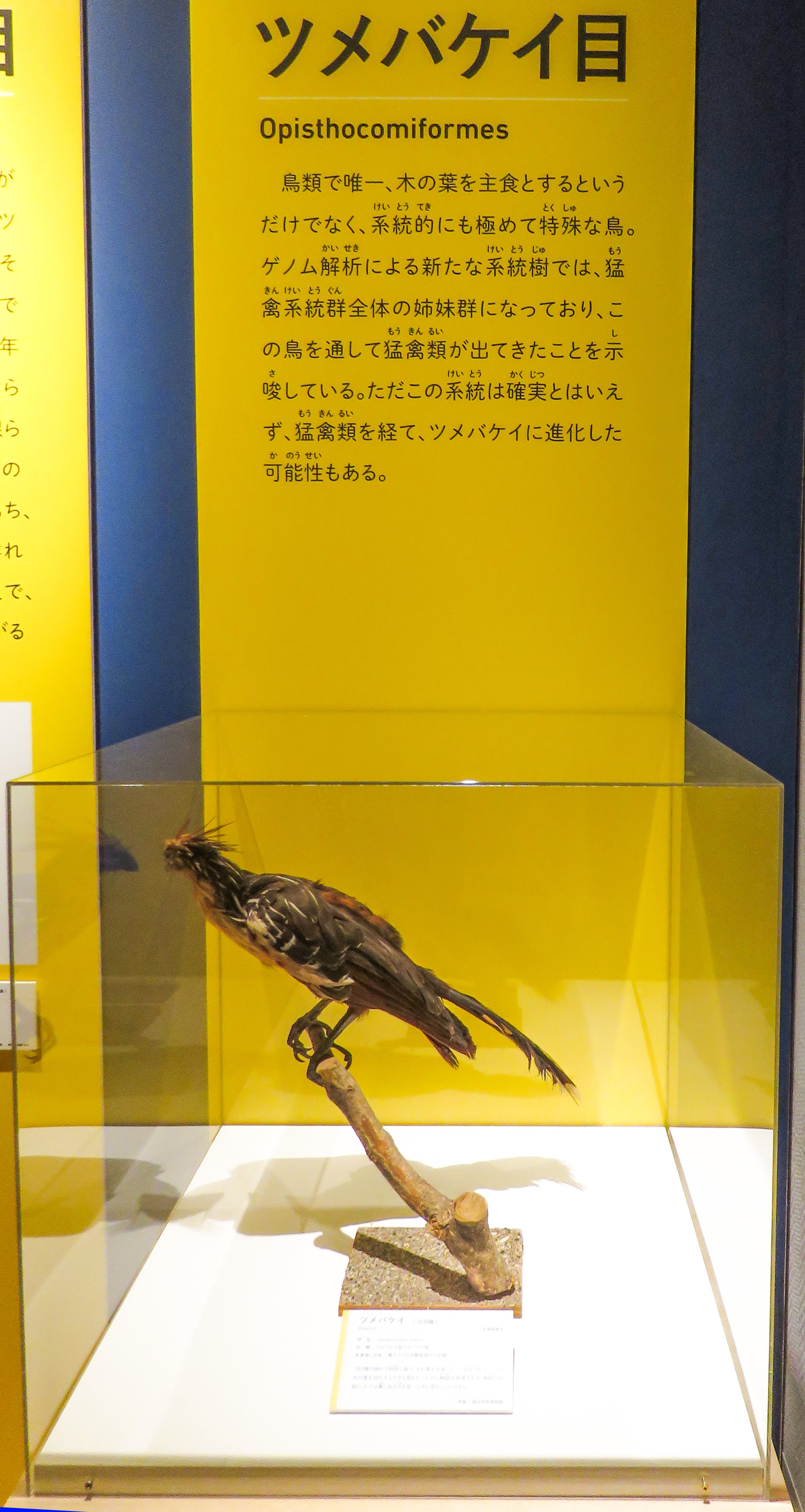 鳥類学 Strix VOL27-39 Hobby's World｜野鳥撮影やバードウォッチングの