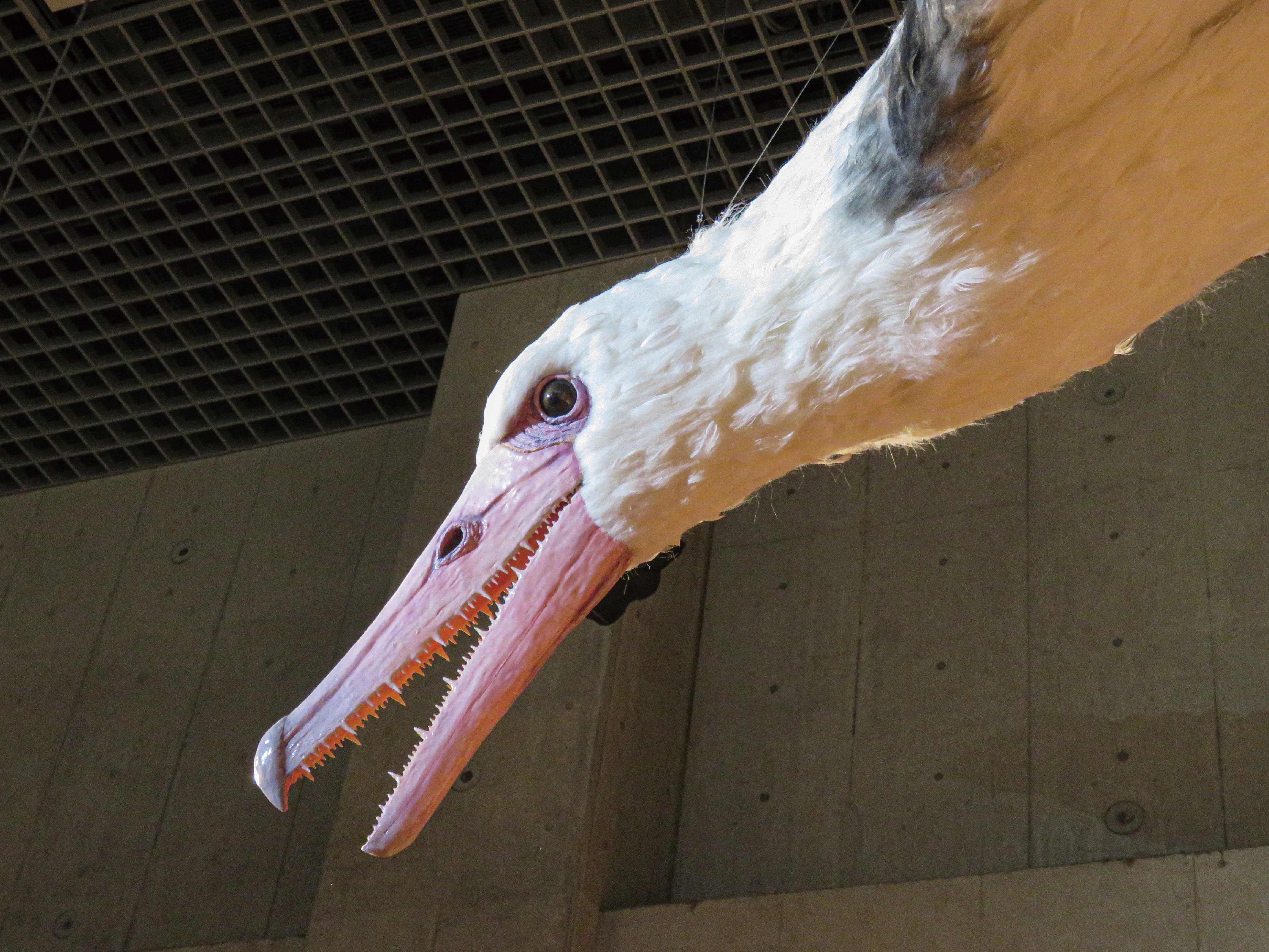 特別展「鳥～ゲノム解析が解き明かす新しい鳥類の系統～」の見どころと