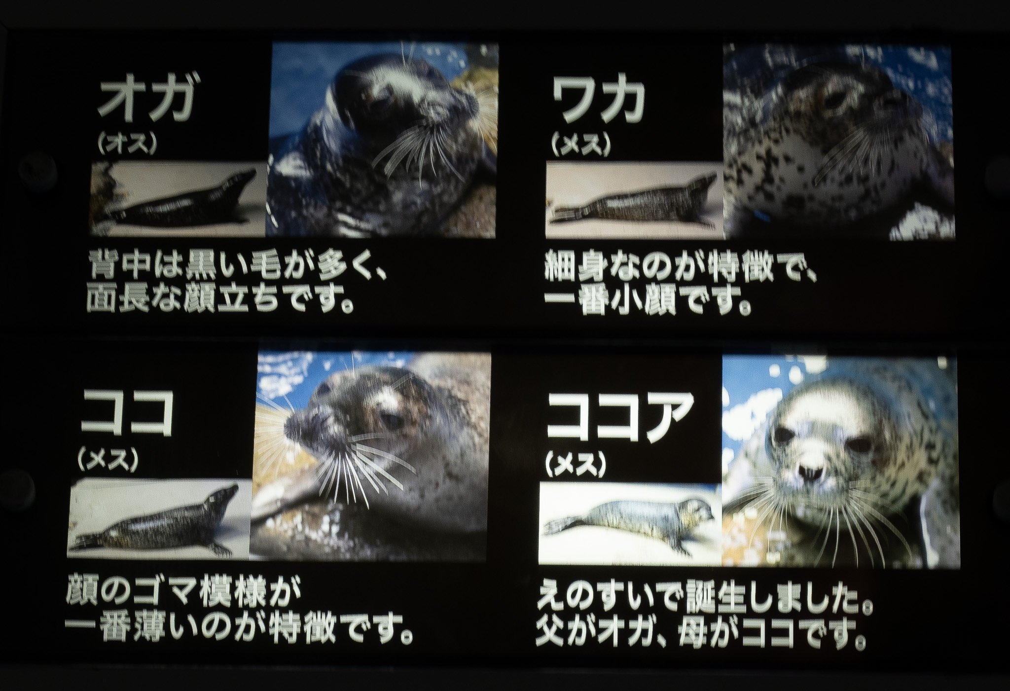PS エコエコアザラク オガ」の誕生日 | えのすいトリーター日誌 | 新江ノ島水族館