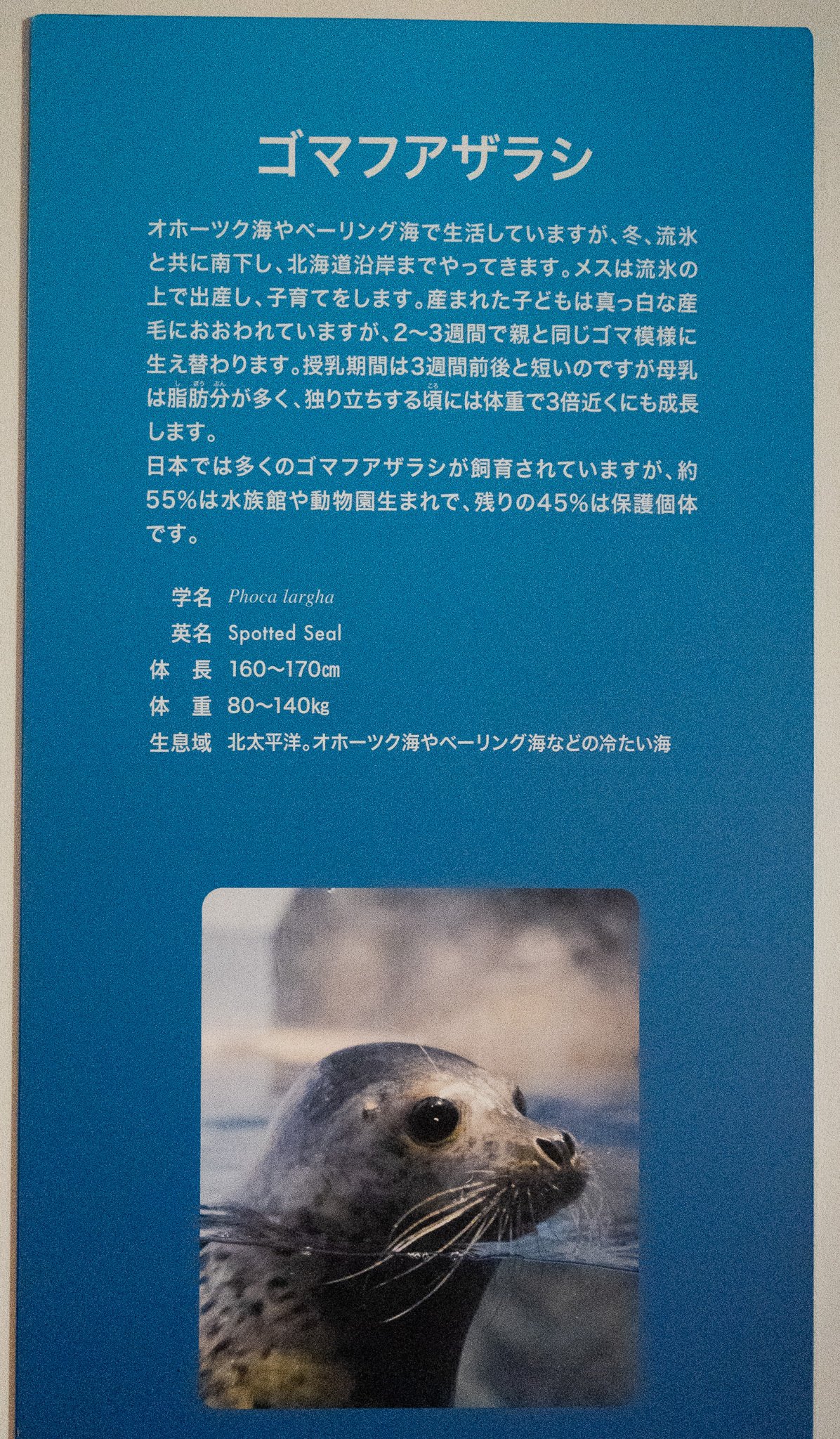 日本のアザラシ探訪記⑧新江ノ島水族館・伊勢シーパラダイス｜ヒロサキ
