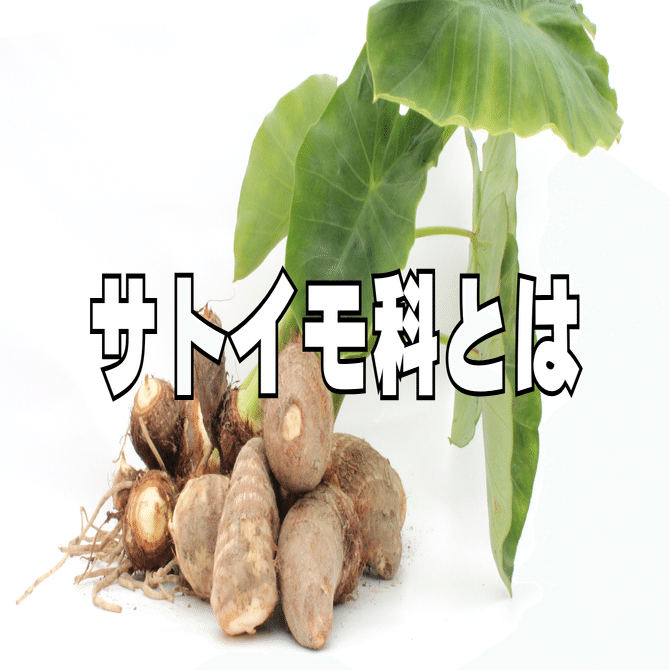 観葉植物沼への道 【サトイモ科編】｜ビーモーション株式会社