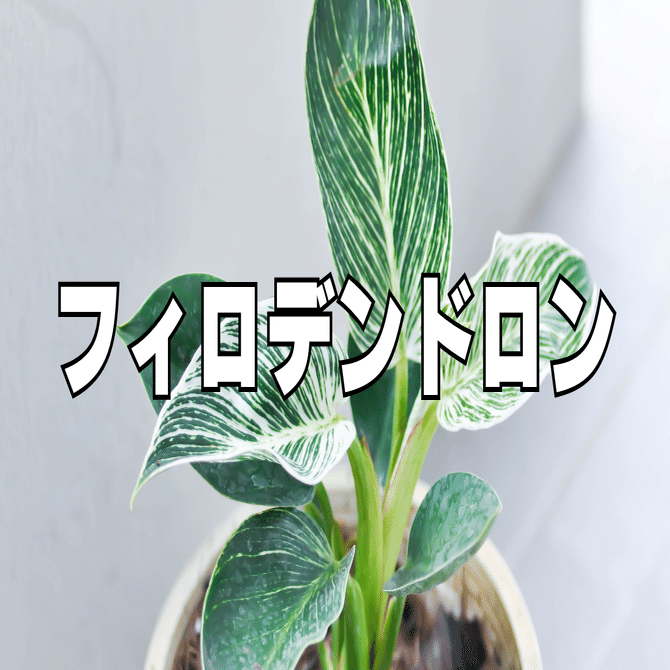 観葉植物沼への道 【サトイモ科編】｜ビーモーション株式会社