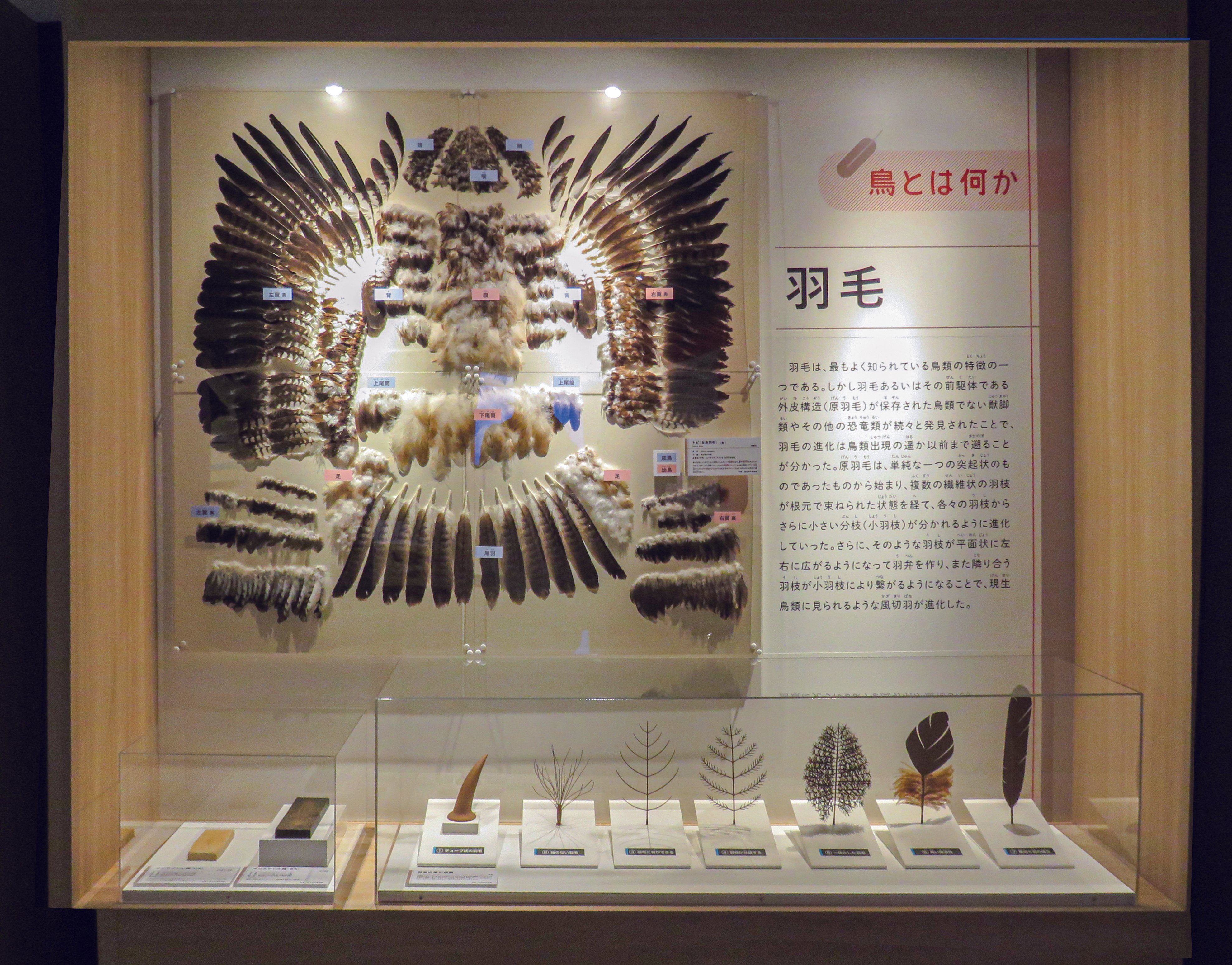 特別展「鳥～ゲノム解析が解き明かす新しい鳥類の系統～」の見どころと