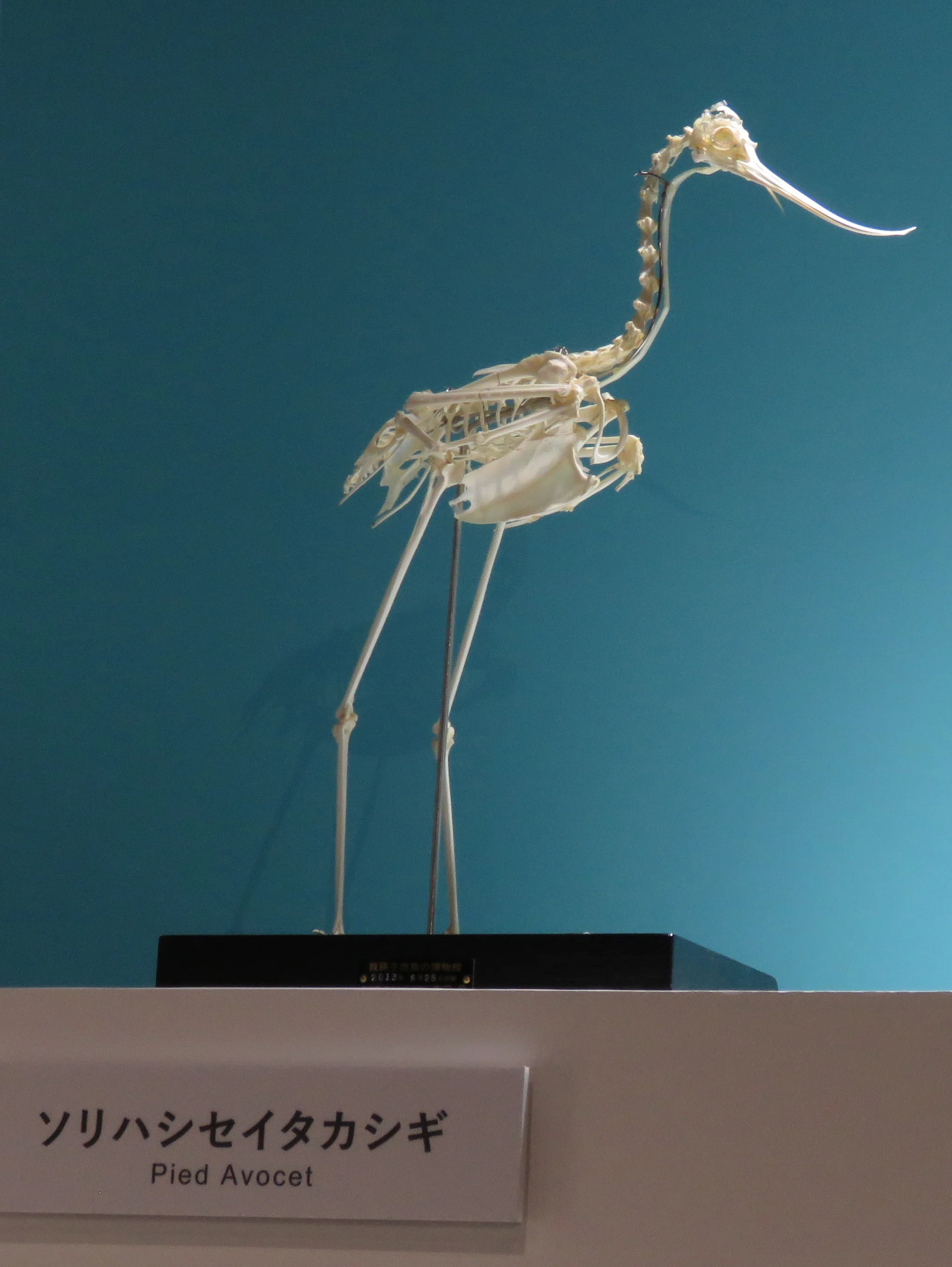 特別展「鳥～ゲノム解析が解き明かす新しい鳥類の系統～」の見どころと