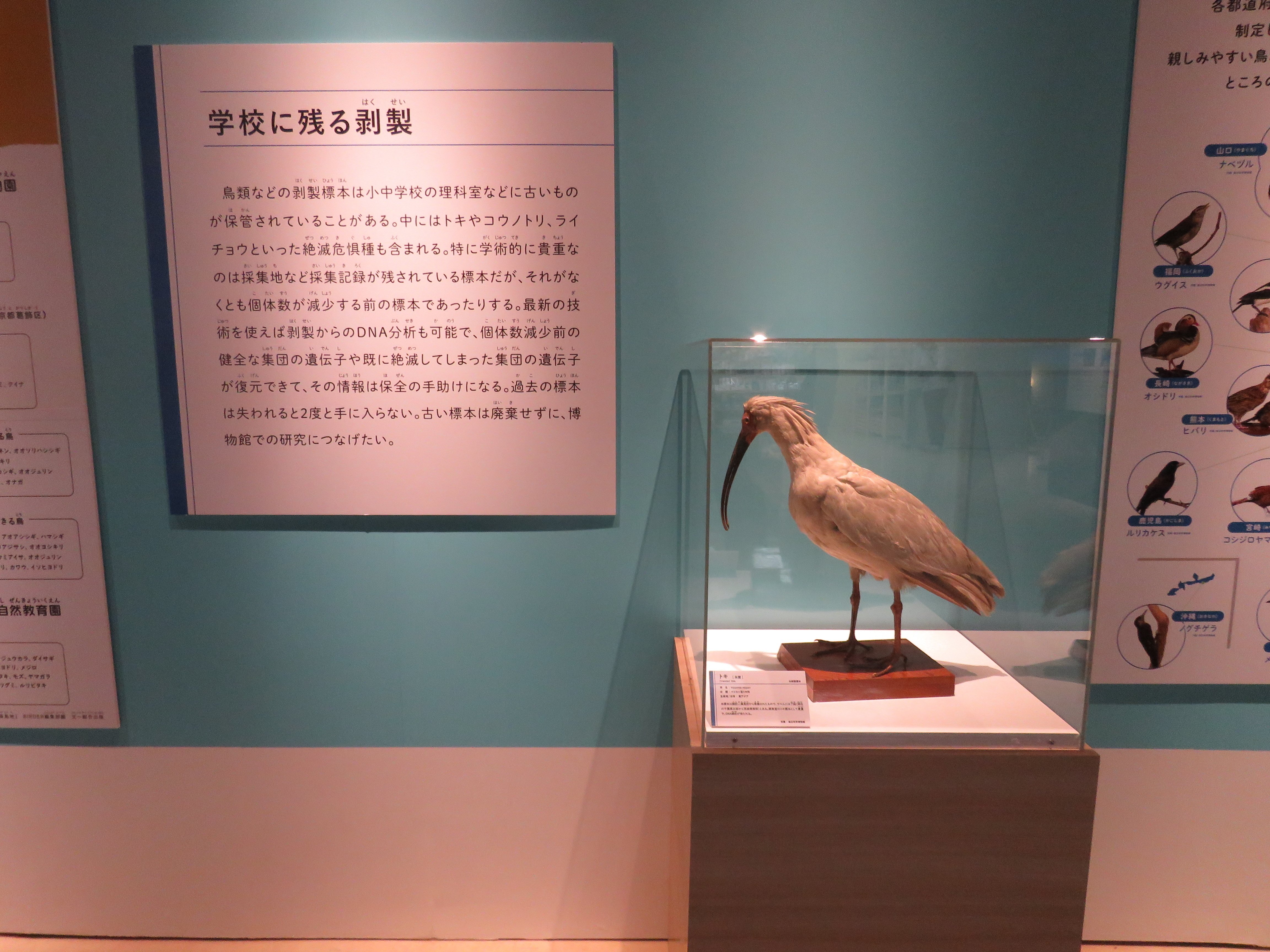 特別展「鳥～ゲノム解析が解き明かす新しい鳥類の系統～」の見どころと