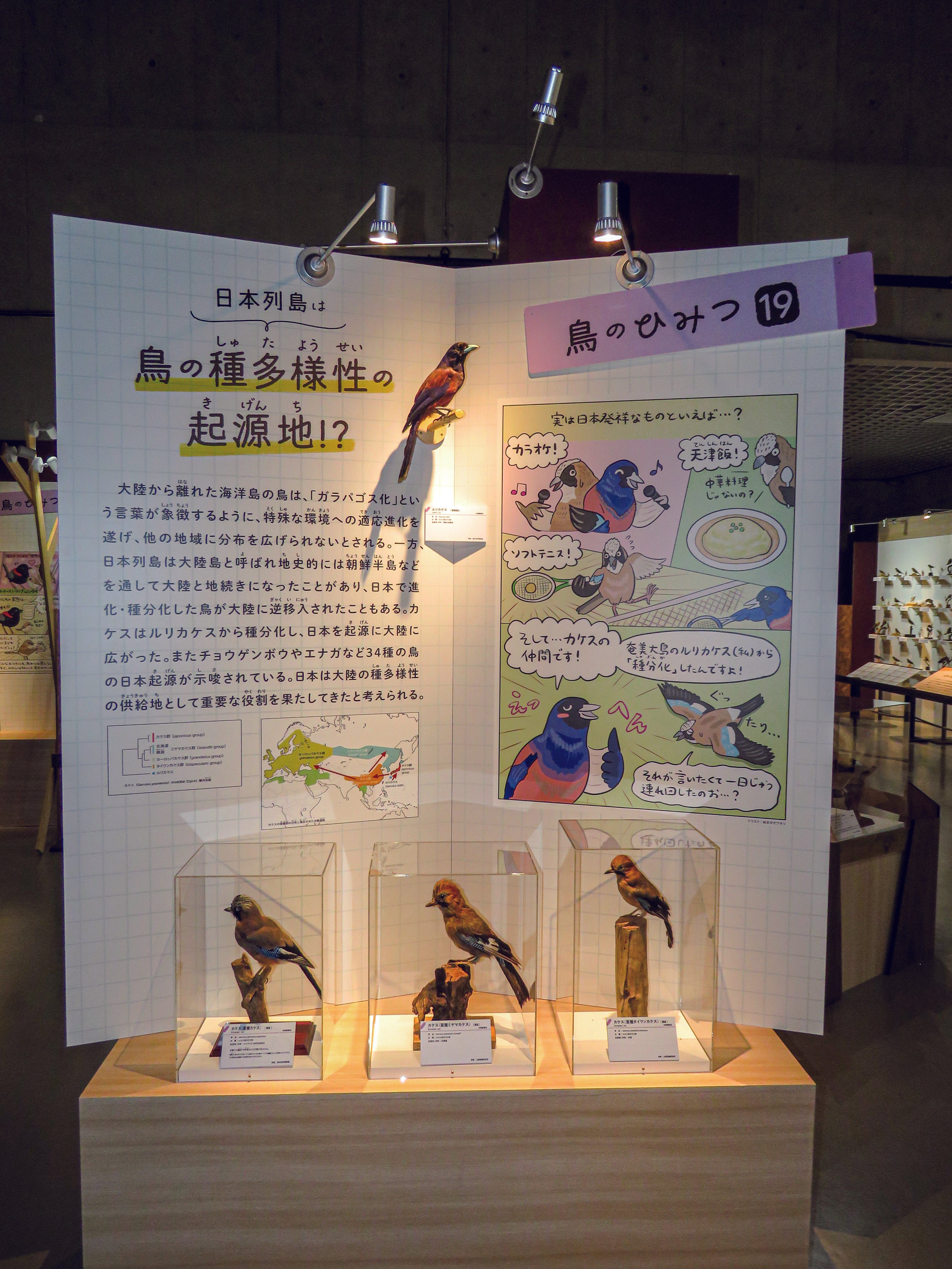 特別展「鳥～ゲノム解析が解き明かす新しい鳥類の系統～」の見どころと