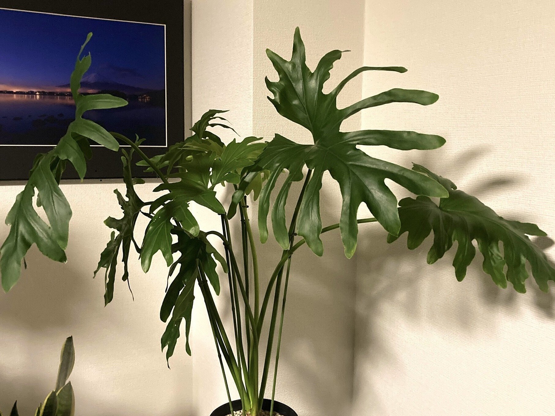 観葉植物沼への道 【サトイモ科編】｜ビーモーション株式会社