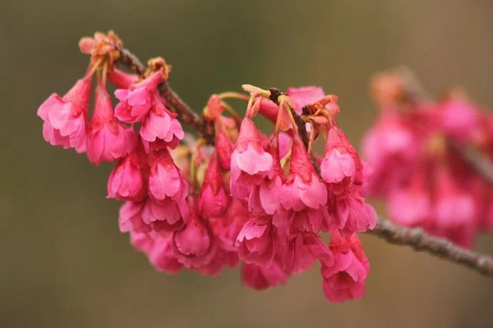 桜便り＞寒緋桜｜清愁