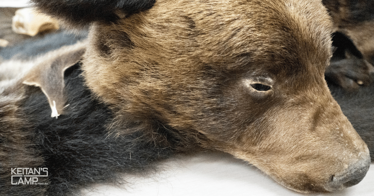 熊の爪 熊爪 熊手の爪 93本セット 熊 爪 ( 大 ）【 約 3.5