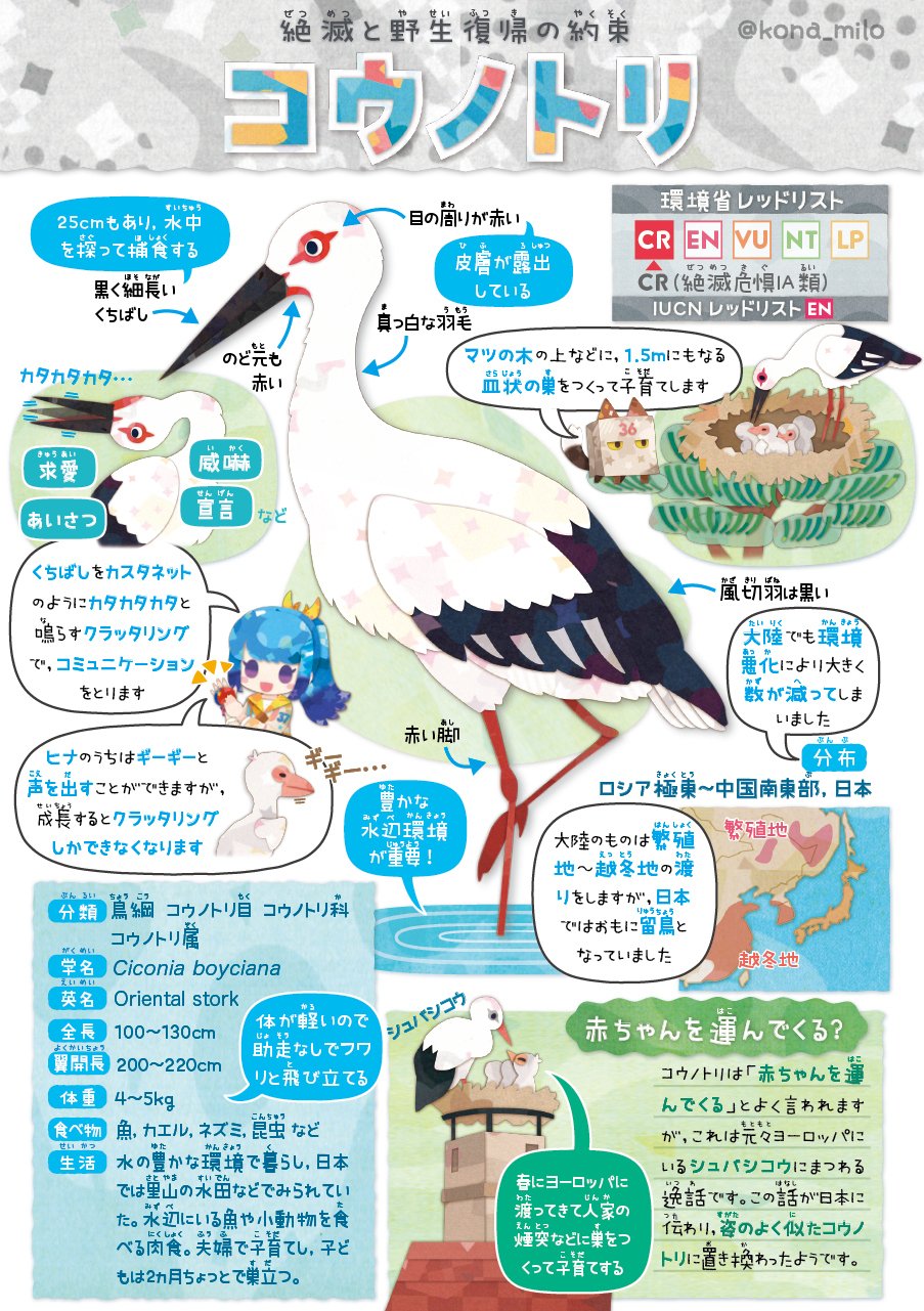 絶滅危機動物ファイル20「コウノトリ」｜キクチミロ
