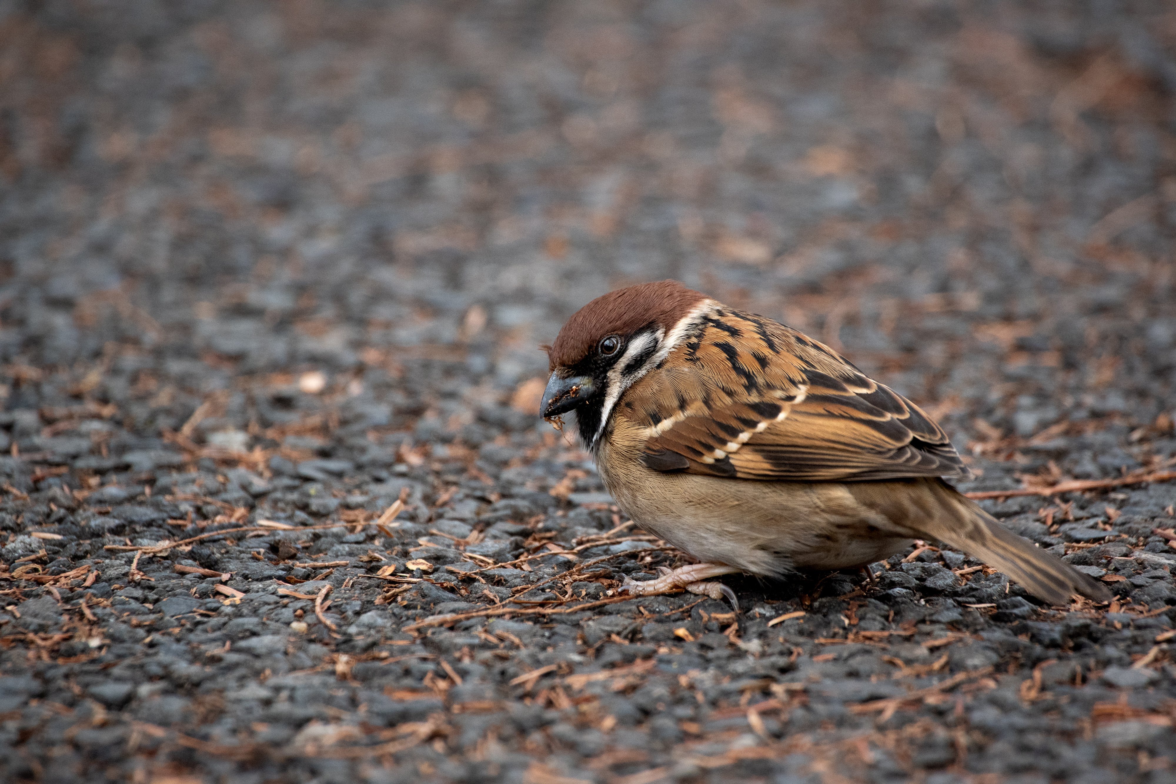 K-70| エントリー機とキットレンズで野鳥撮影を！！｜たぬきふとん