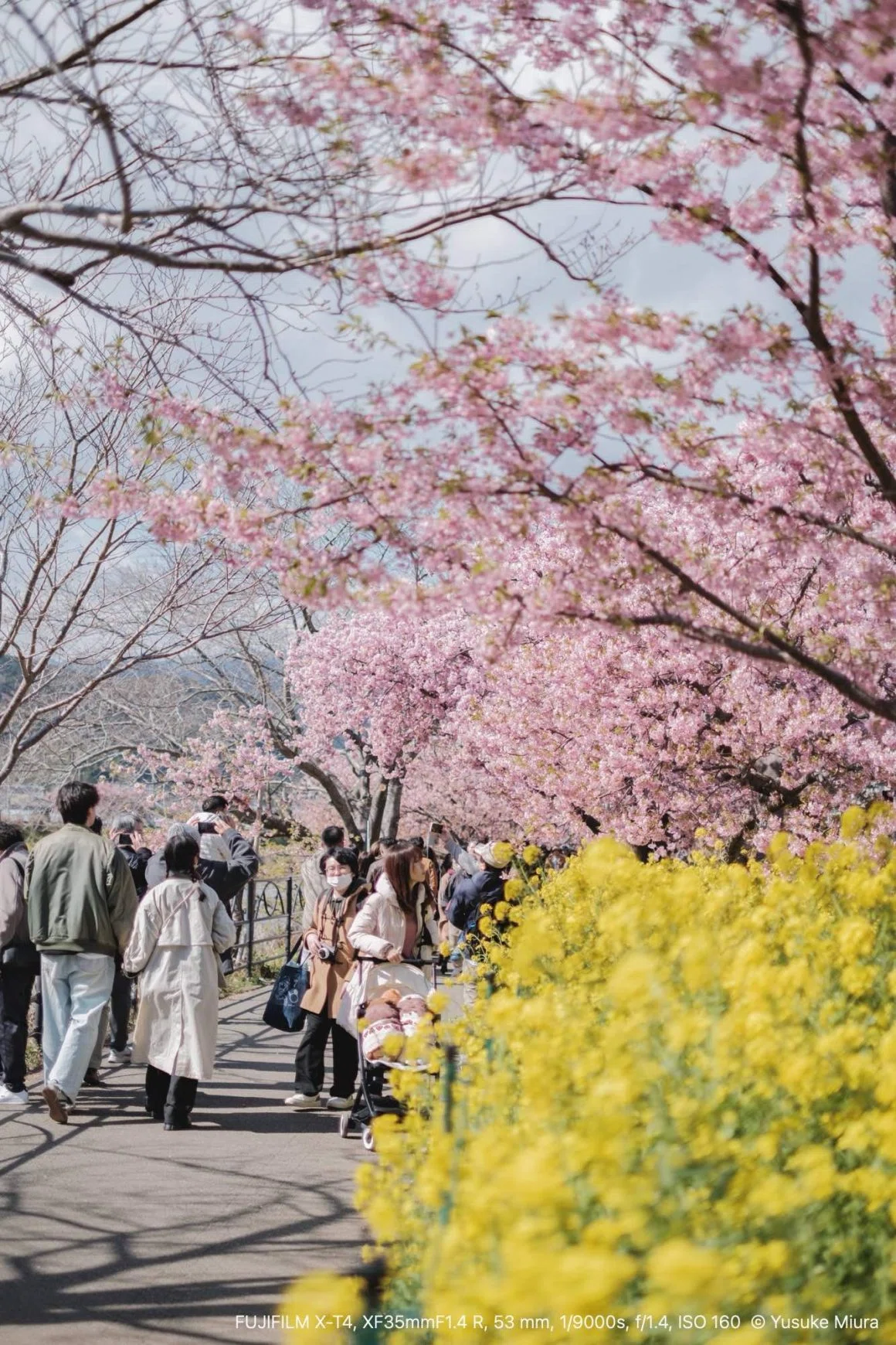 一足早い春を見に行く。アジフライと河津桜の旅。｜Yusuke Miura