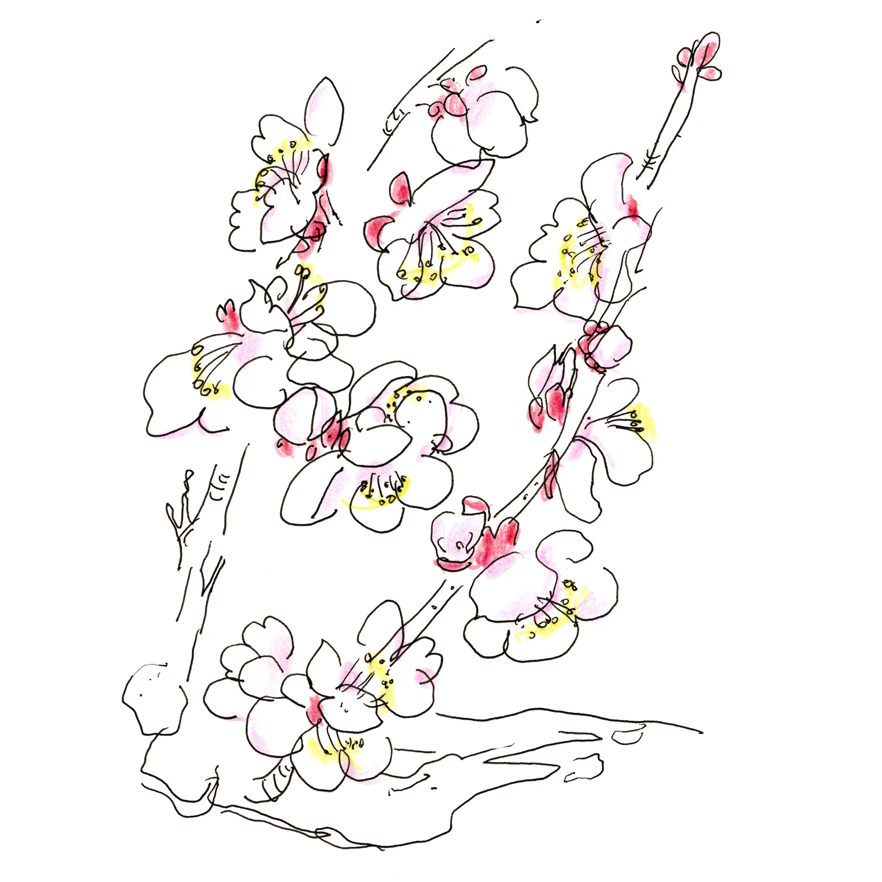 梅 & 梅枝｜おのだ希