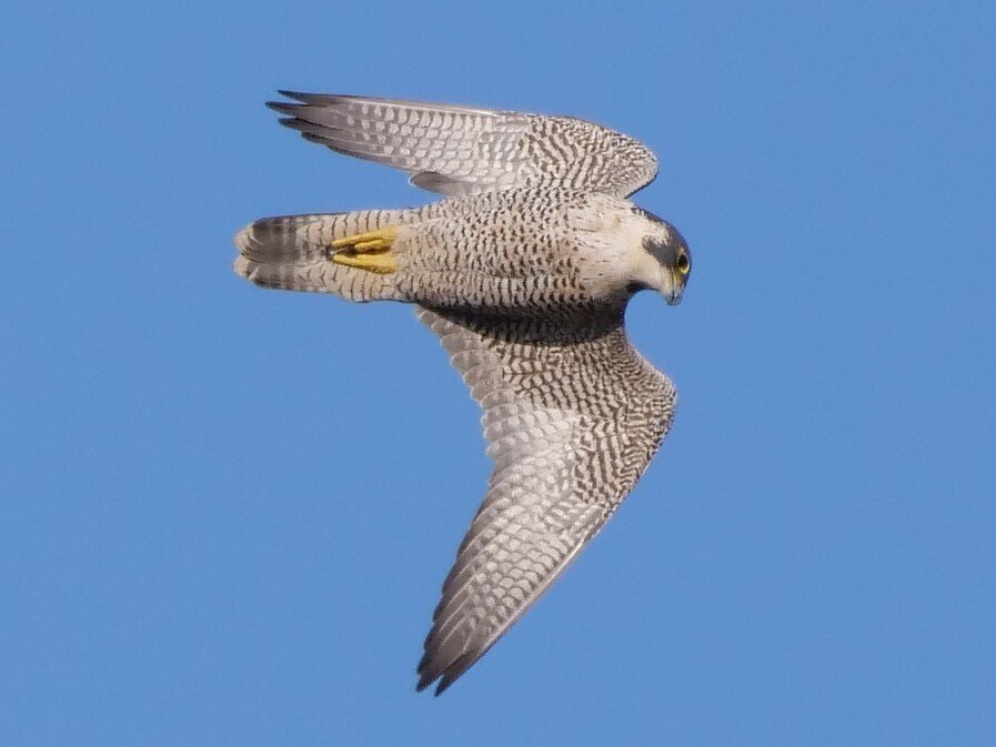 野鳥が好きです!#170「400mm望遠レンズで世界最速の鳥!ハヤブサを