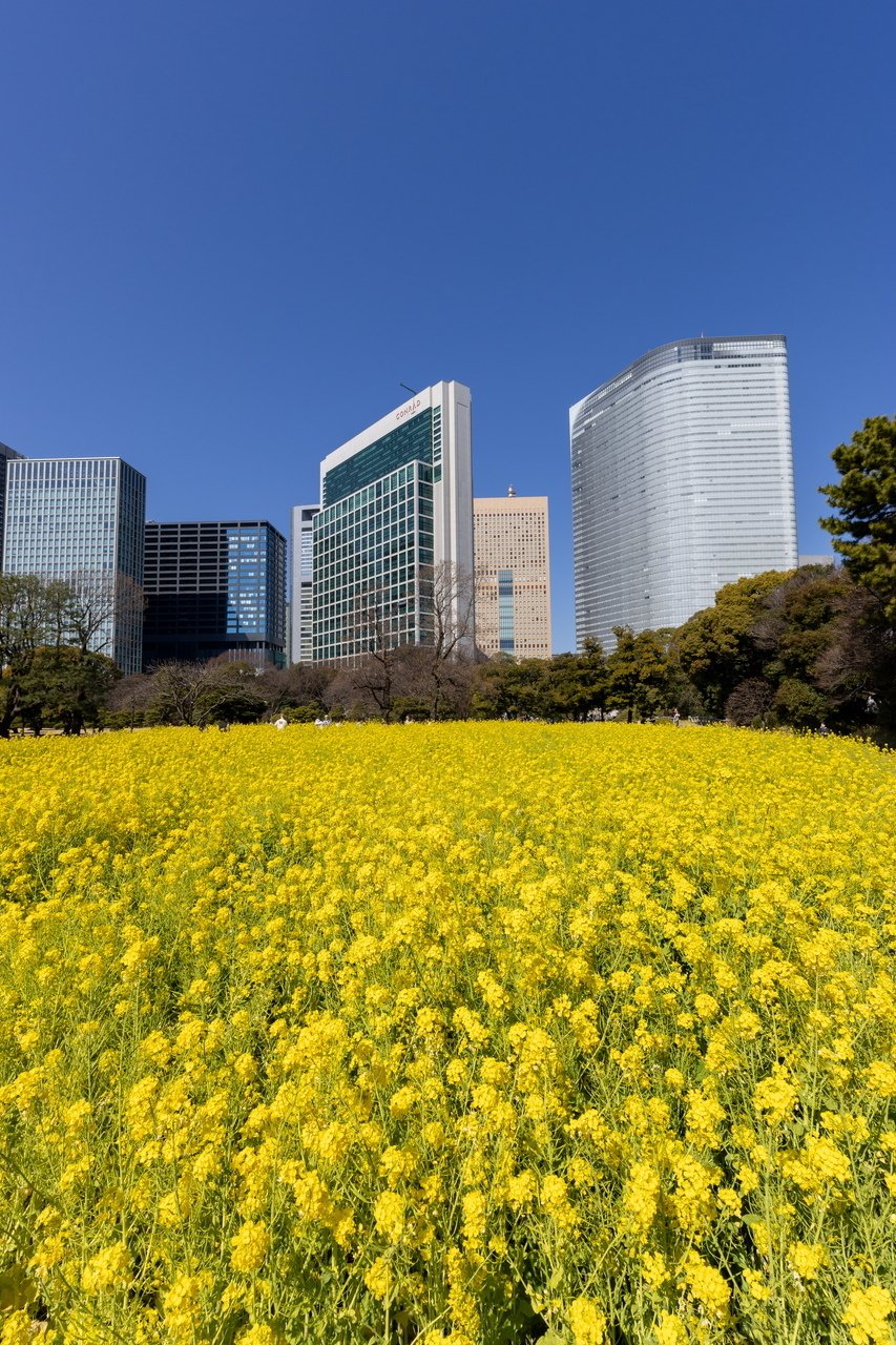 菜の花 菜の花畑の「浜離宮庭園」EOS R7とZ50II｜Photographer non🐤