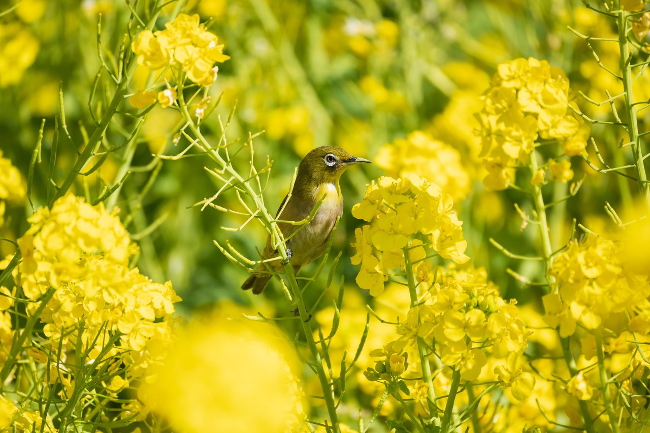 菜の花 桜と菜の花畑 奈良県[11019024828]の写真・イラスト素材｜アマナ
