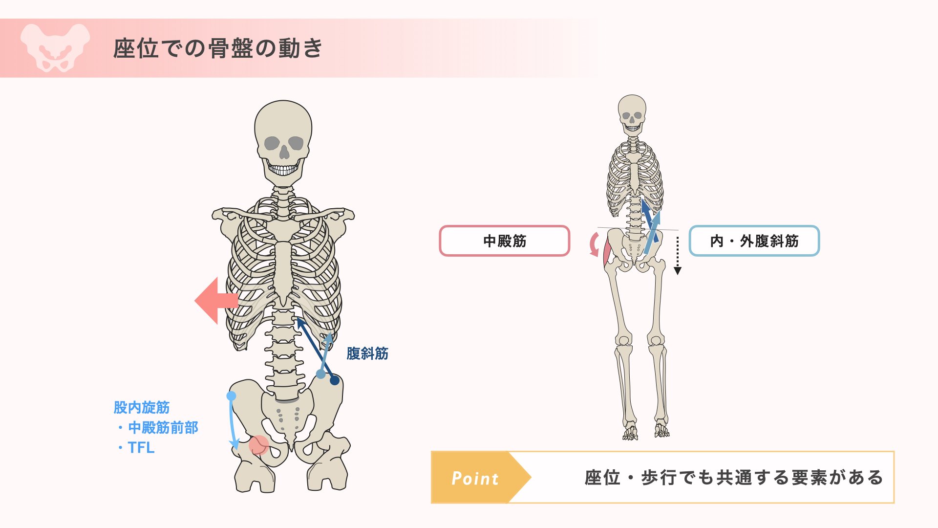 骨盤から考える体幹の評価とアプローチ：ONLINEセミナースライド・動画
