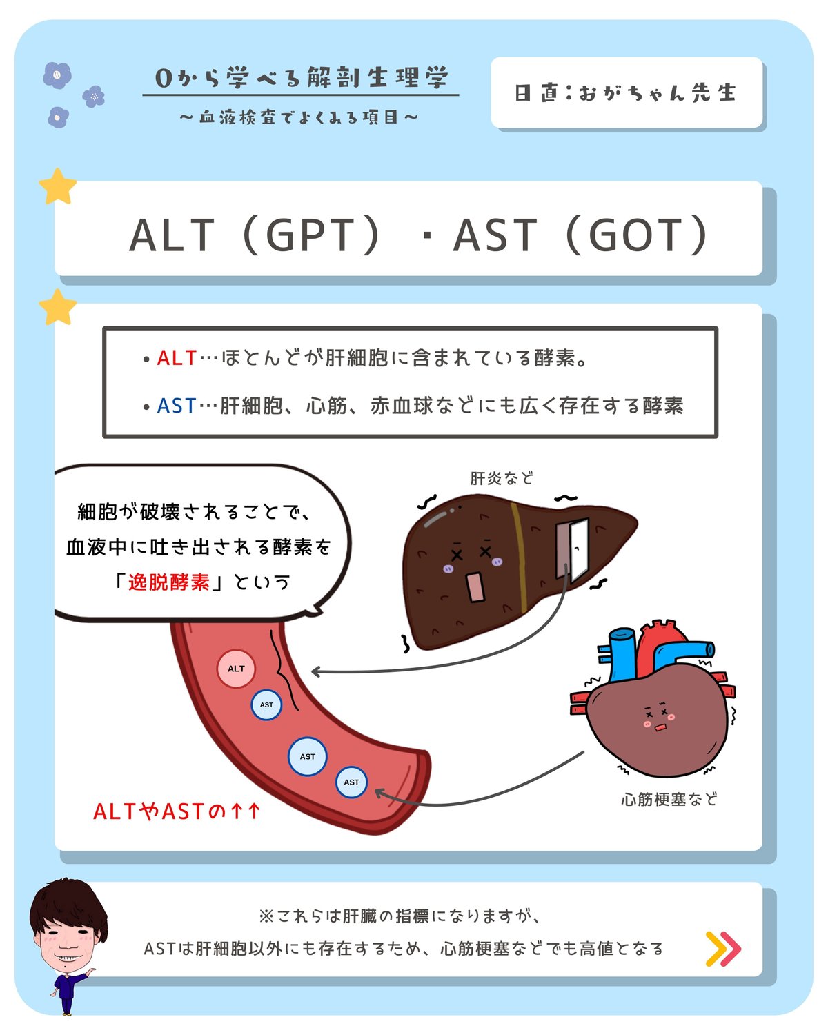 【血液検査③】ALT・AST・γ-GTP｜おがちゃん先生／解剖生理